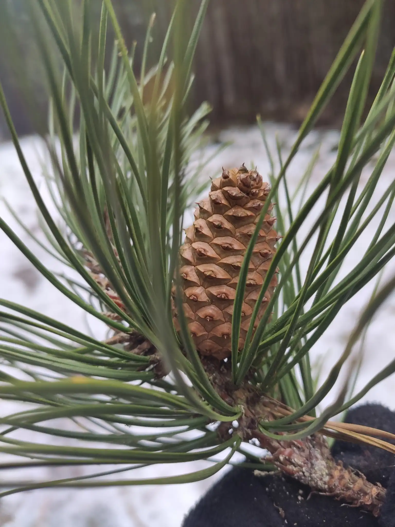 Pitch Pine