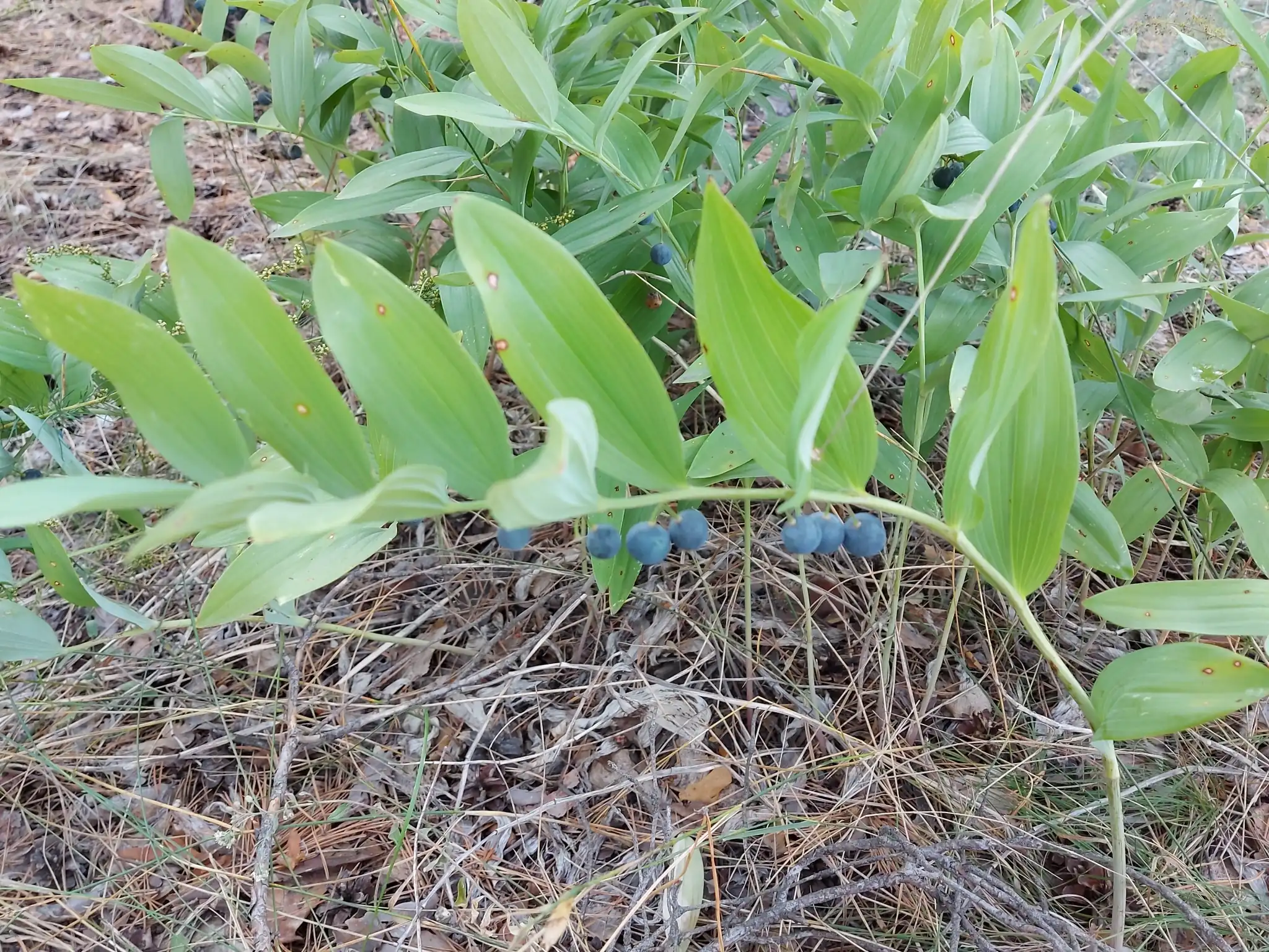 Fragrant Solomon's Seal