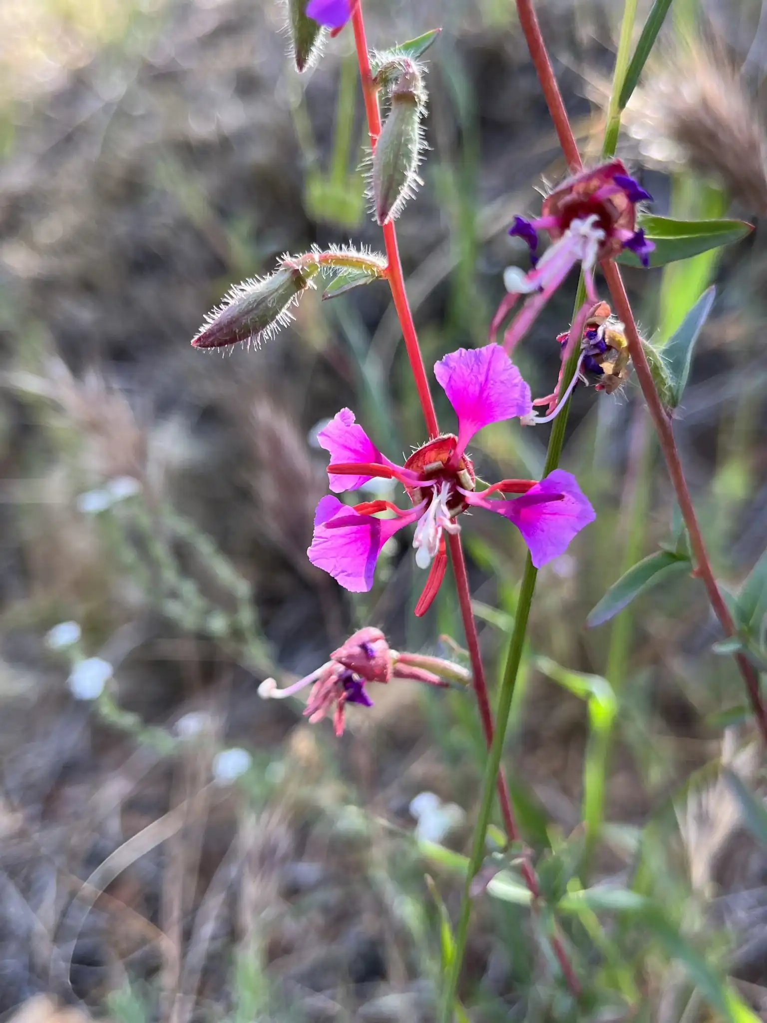 Mountain Garland