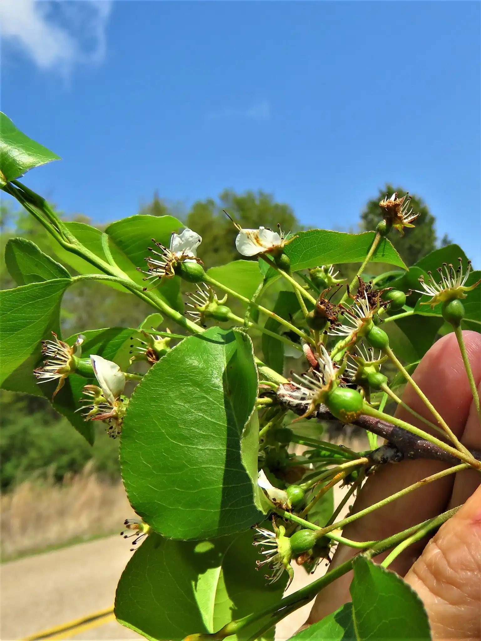 Callery Pear