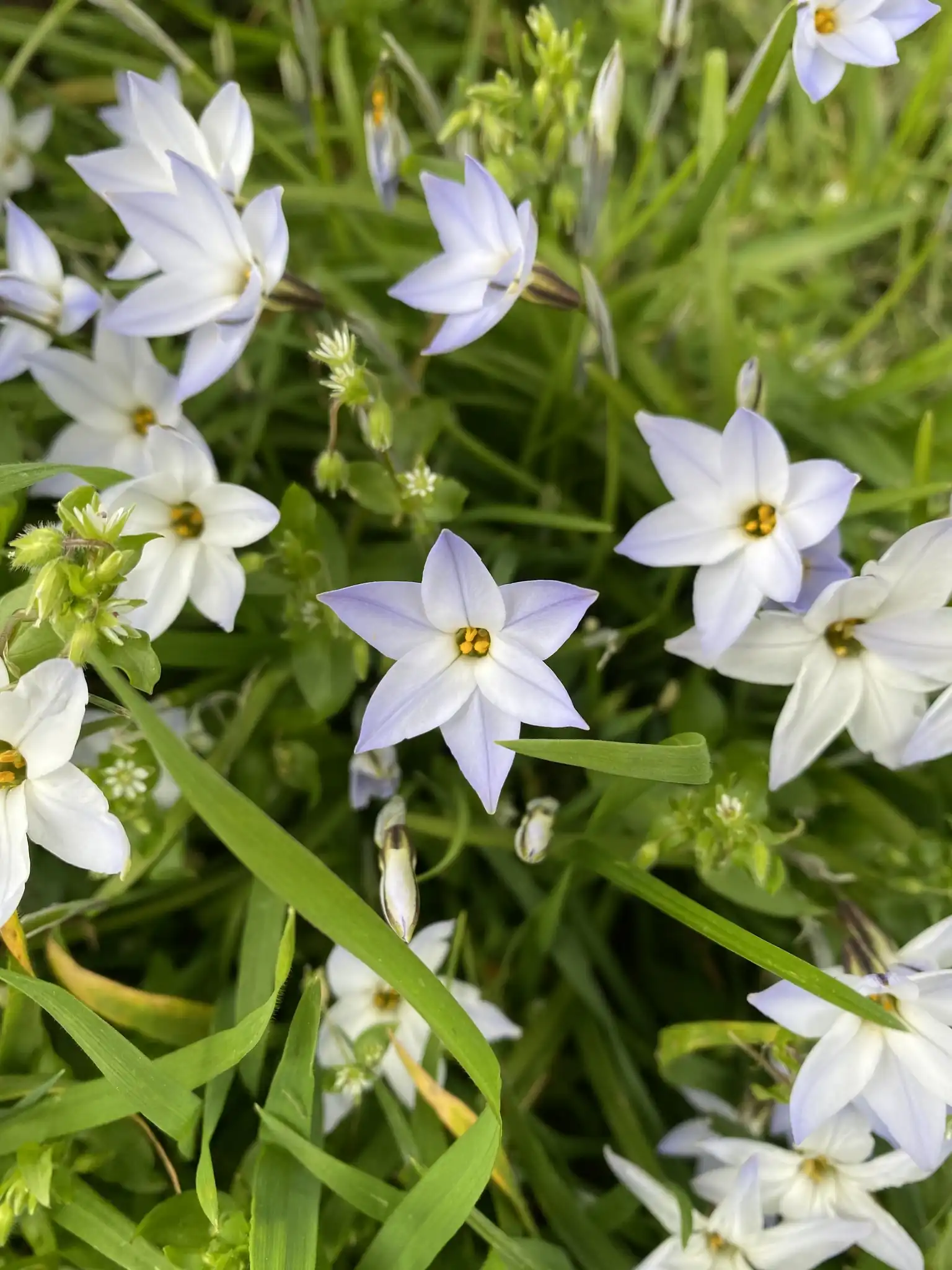Spring Starflower
