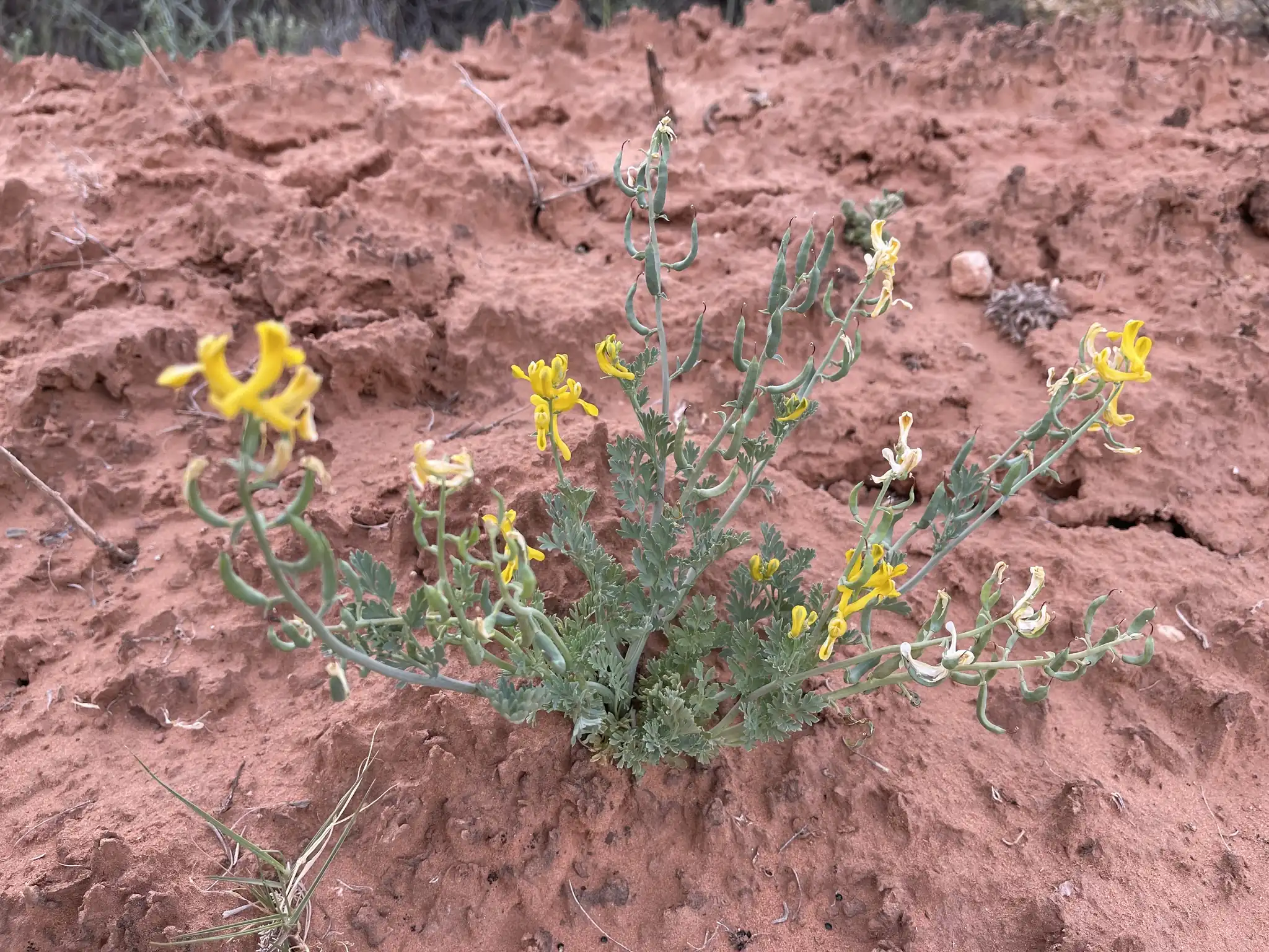 Golden Corydalis