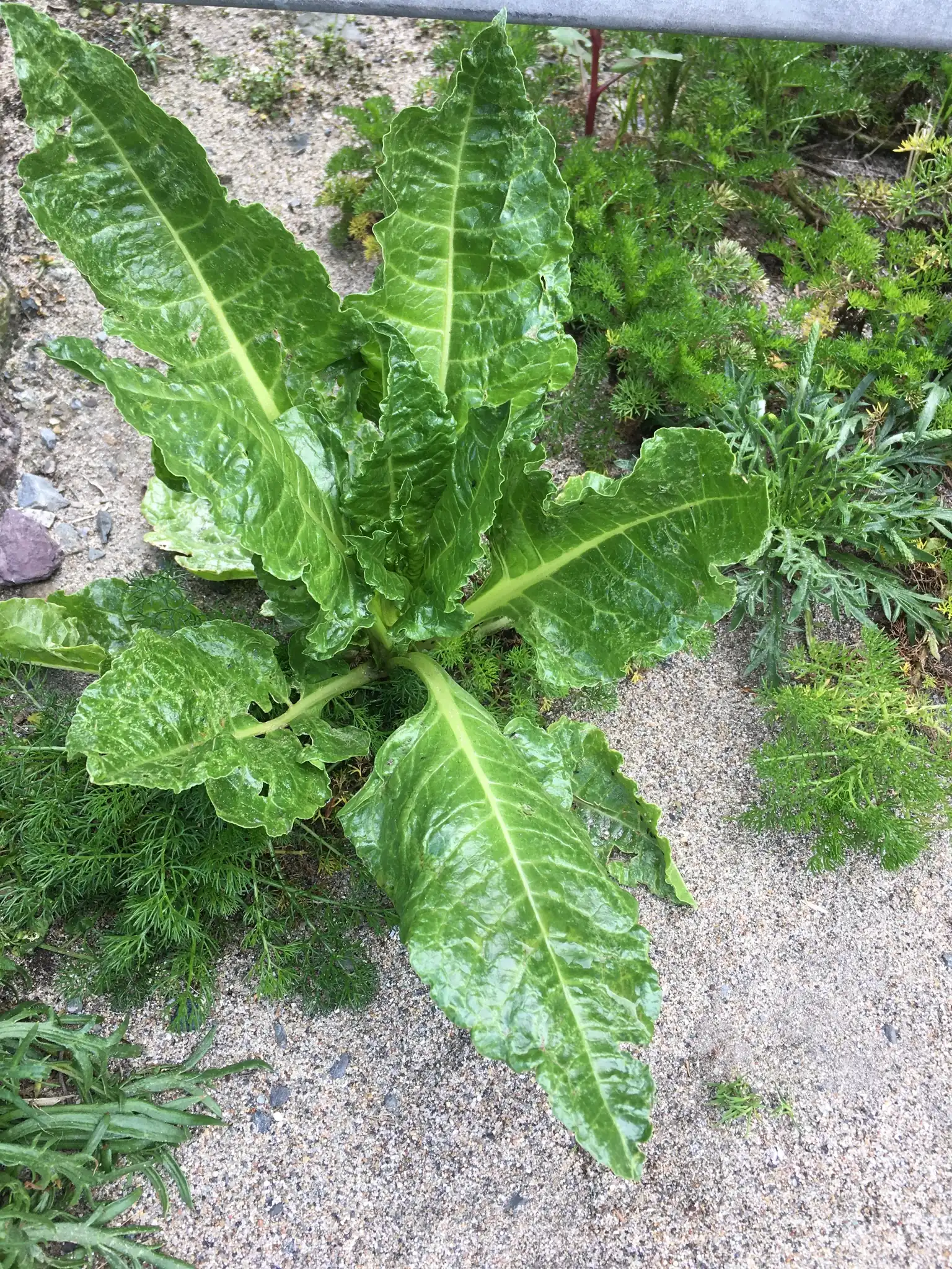Beet