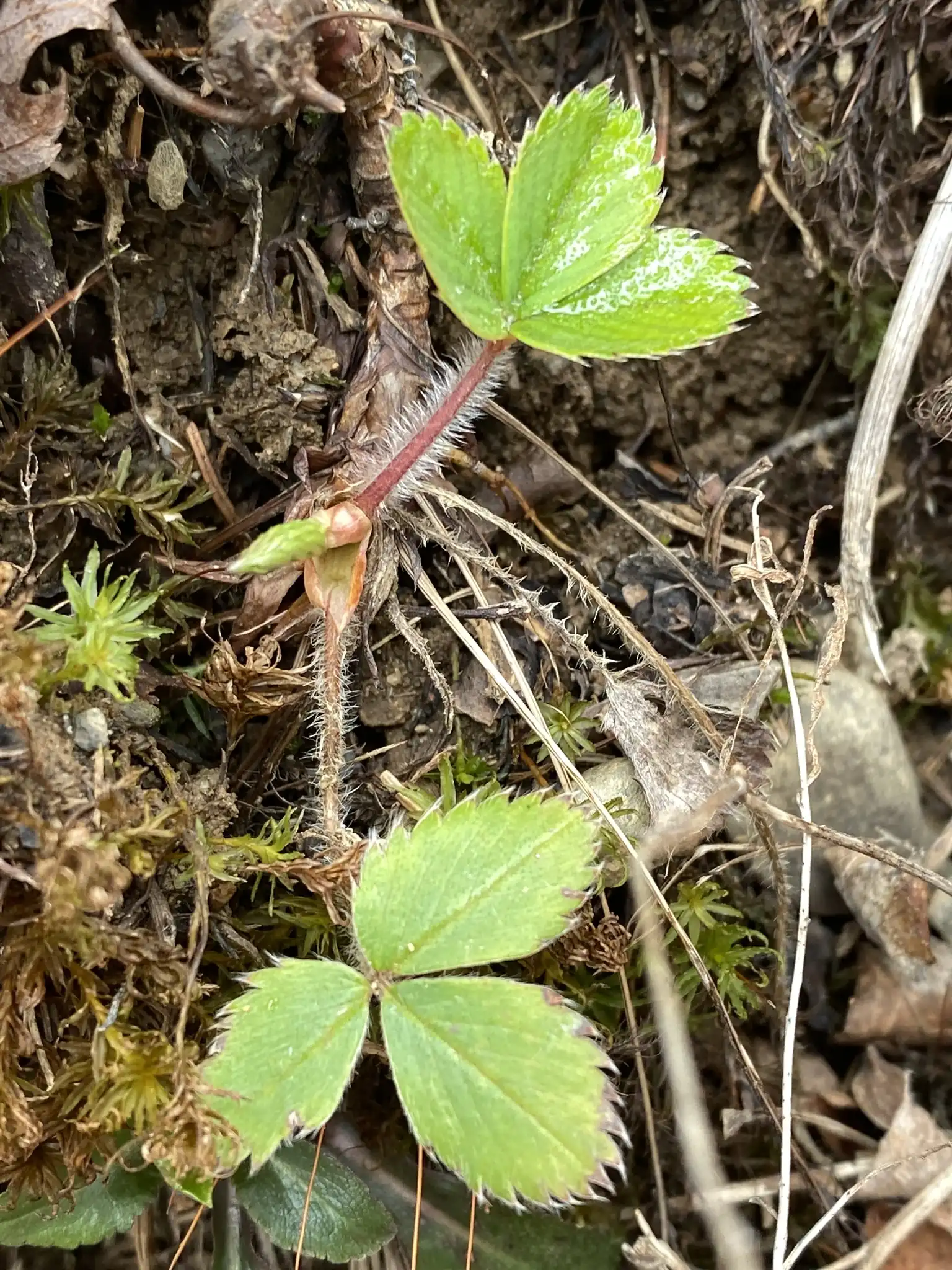 Wild Strawberry