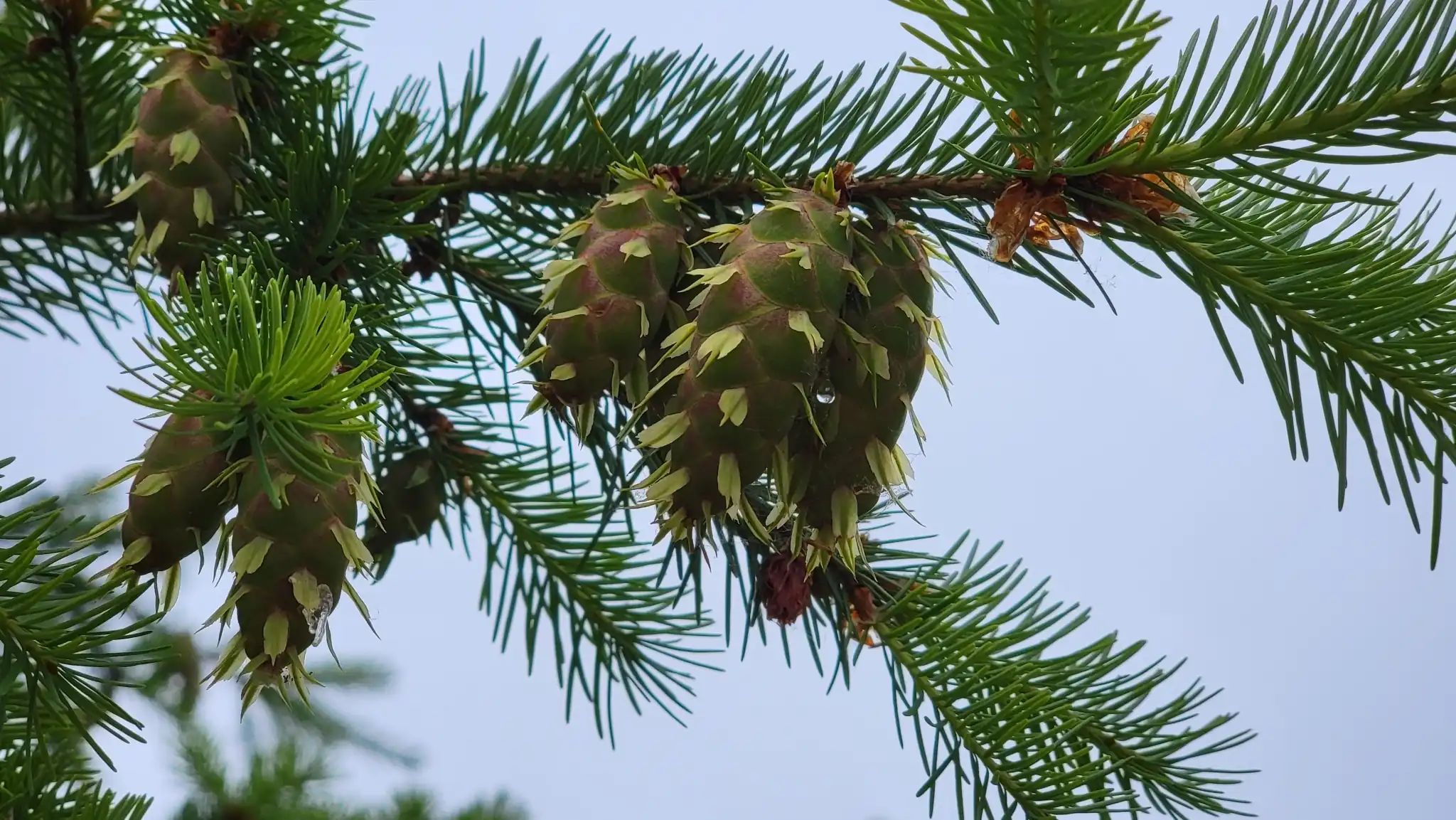 Douglas Fir