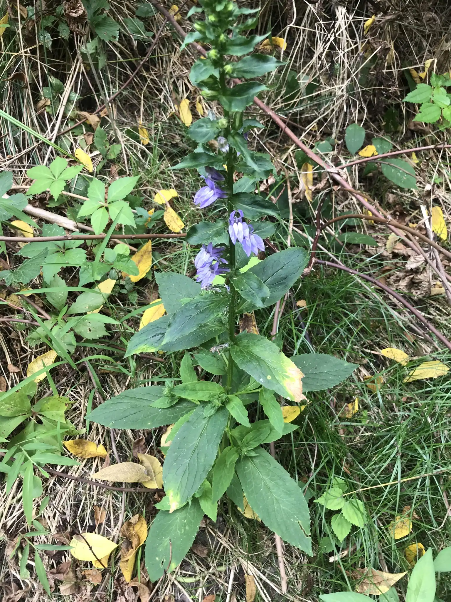 Great Blue Lobelia
