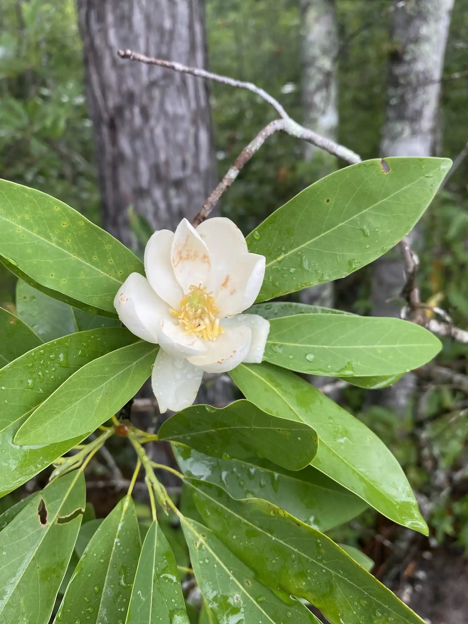 Sweetbay Magnolia