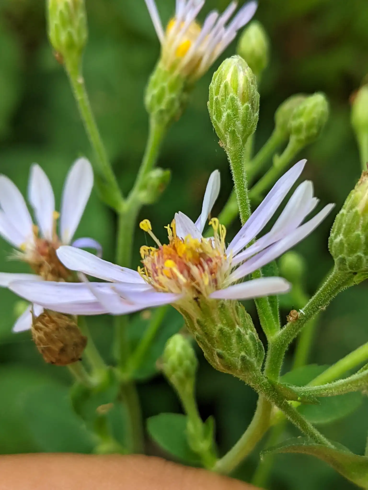 Big-leaved Aster