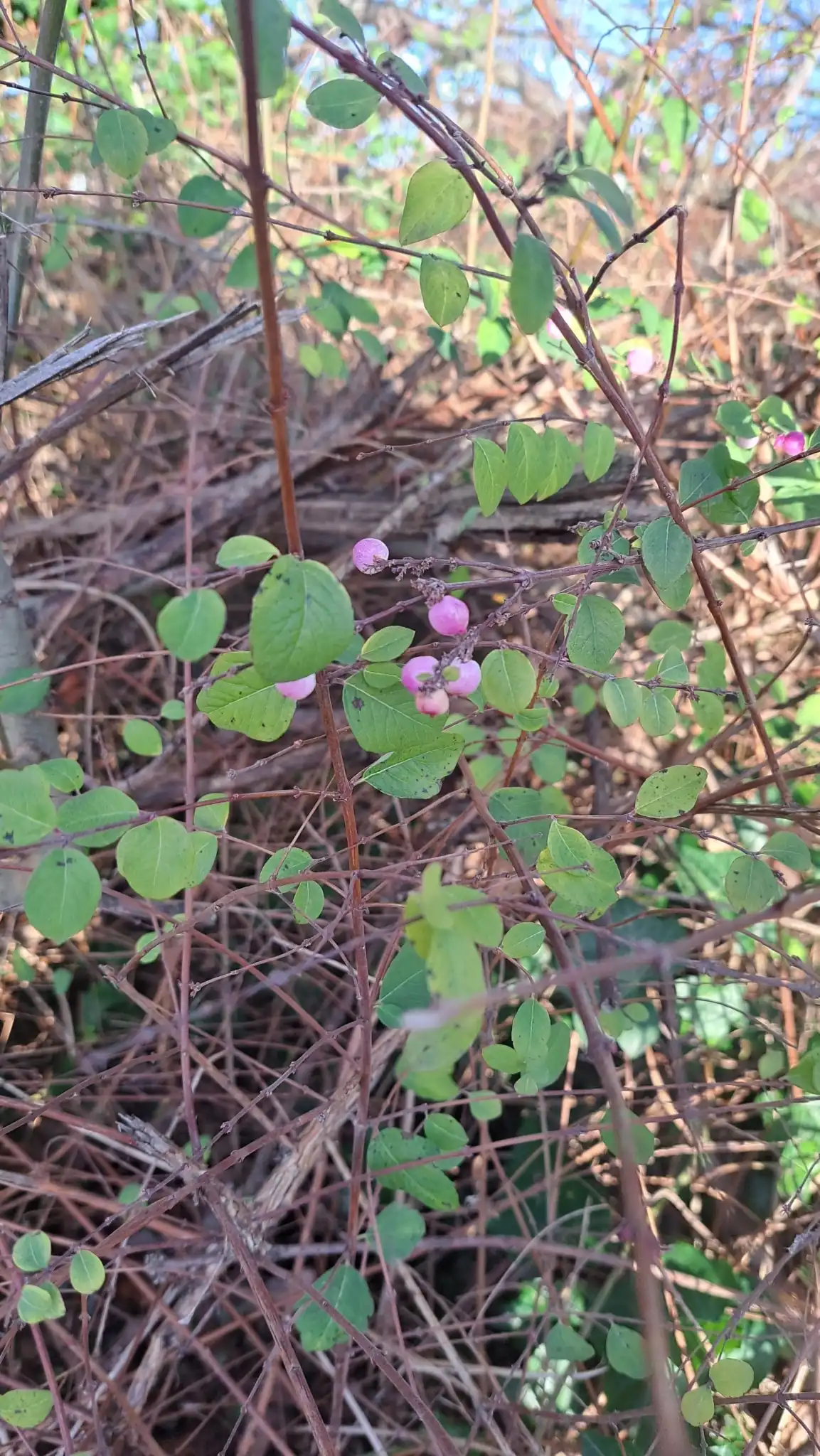 Coralberry