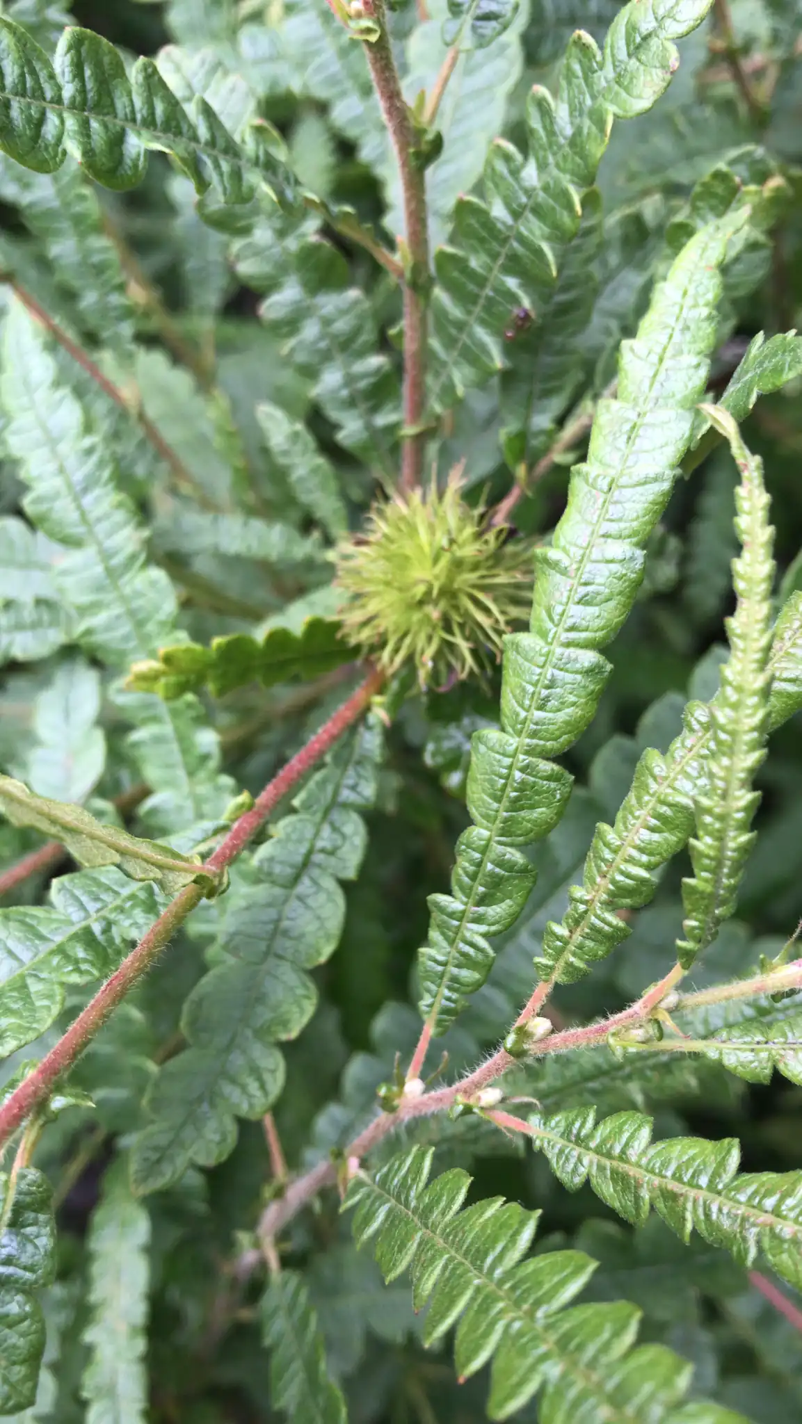 Sweet Fern