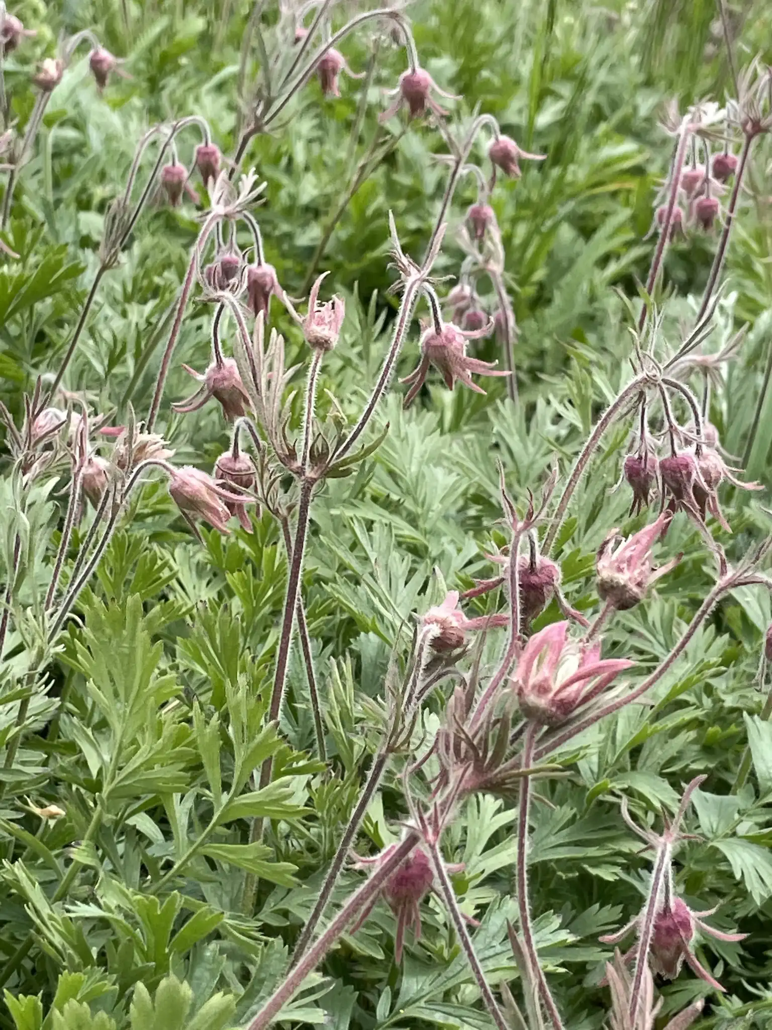 Prairie Smoke