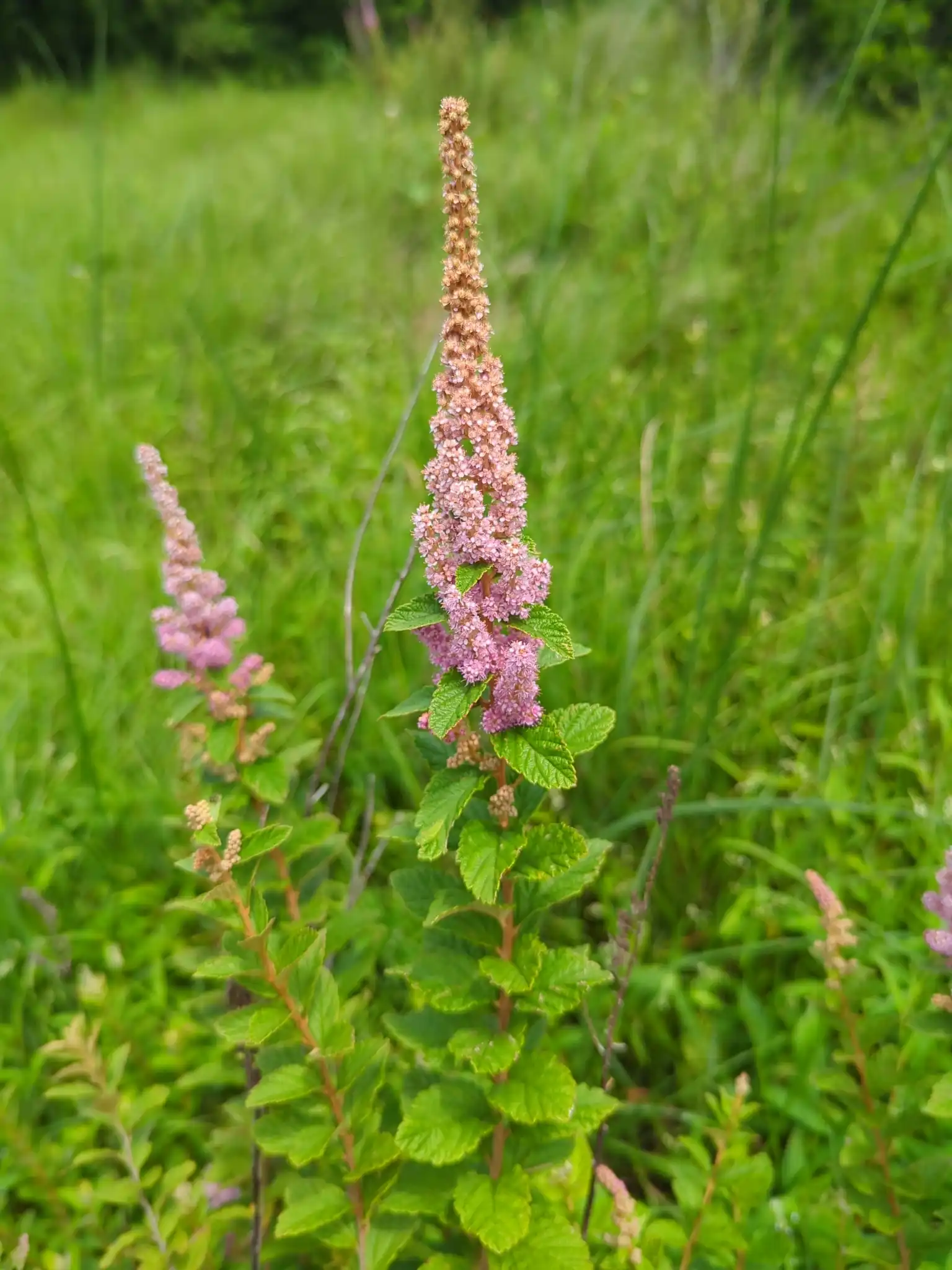 Steeplebush