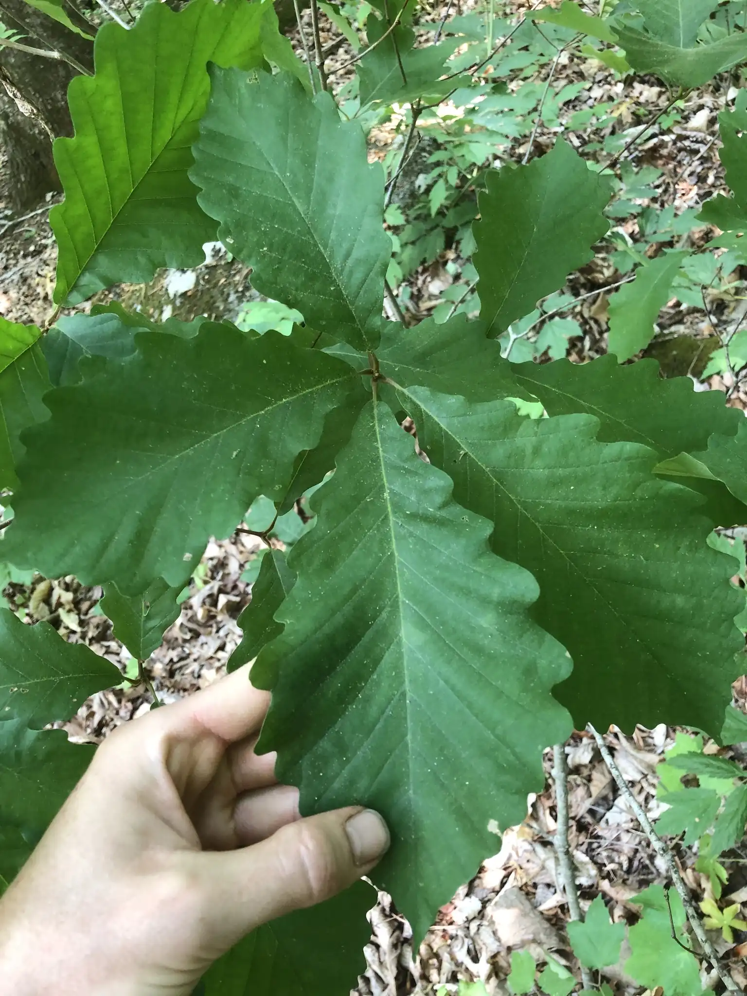 Chestnut Oak
