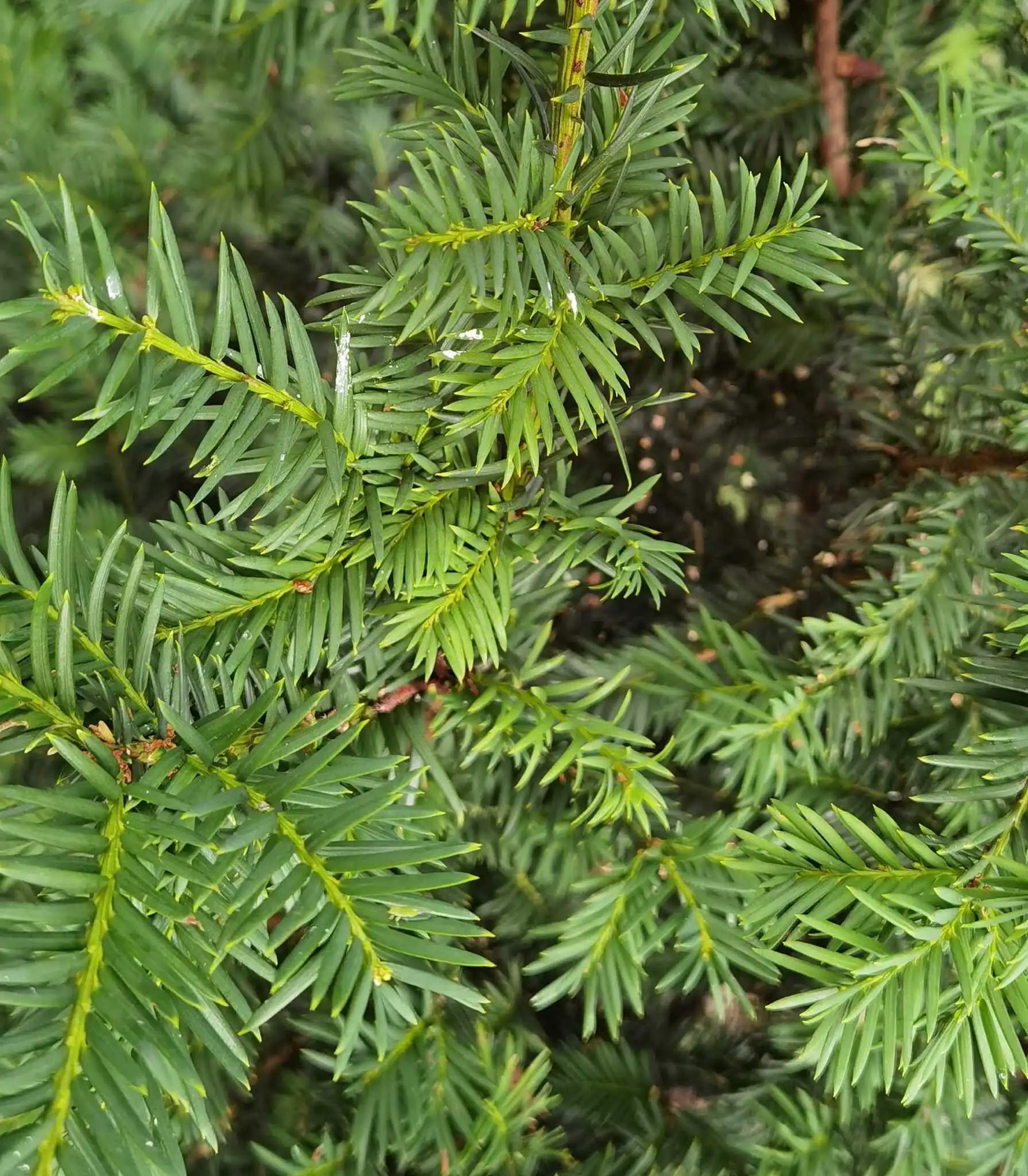 English Yew