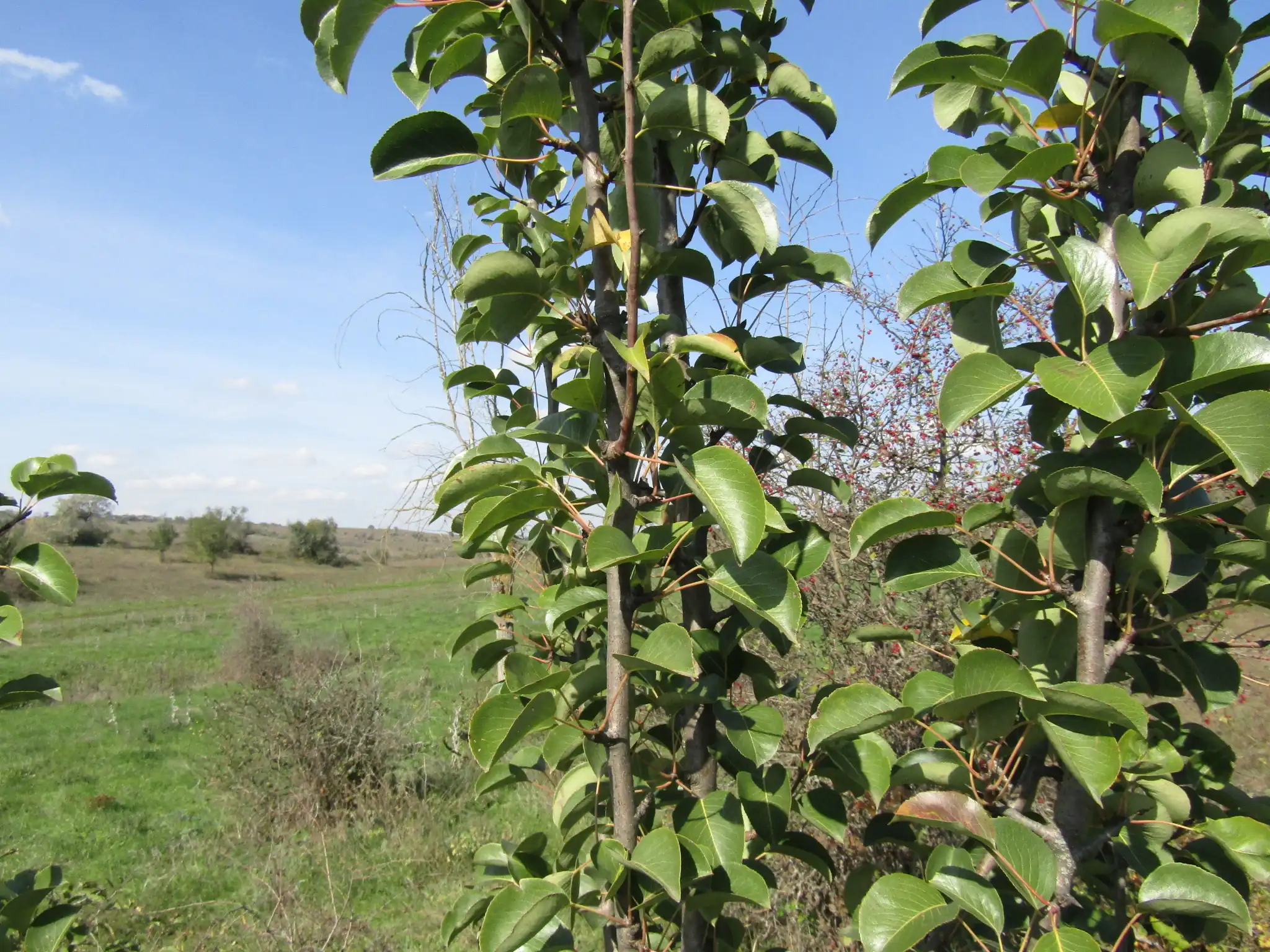 Common Pear