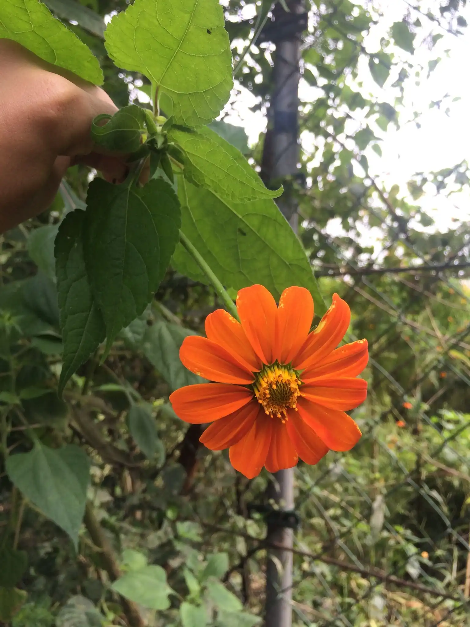 Mexican Sunflower