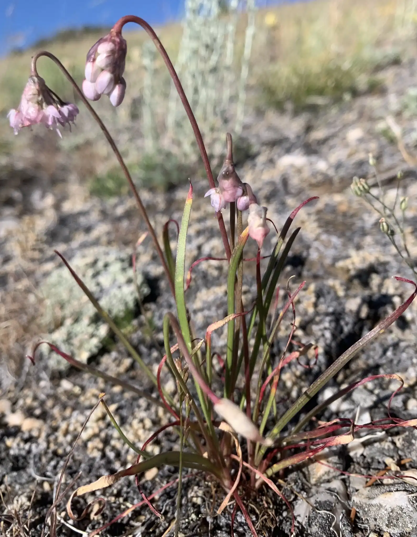 Nodding Onion