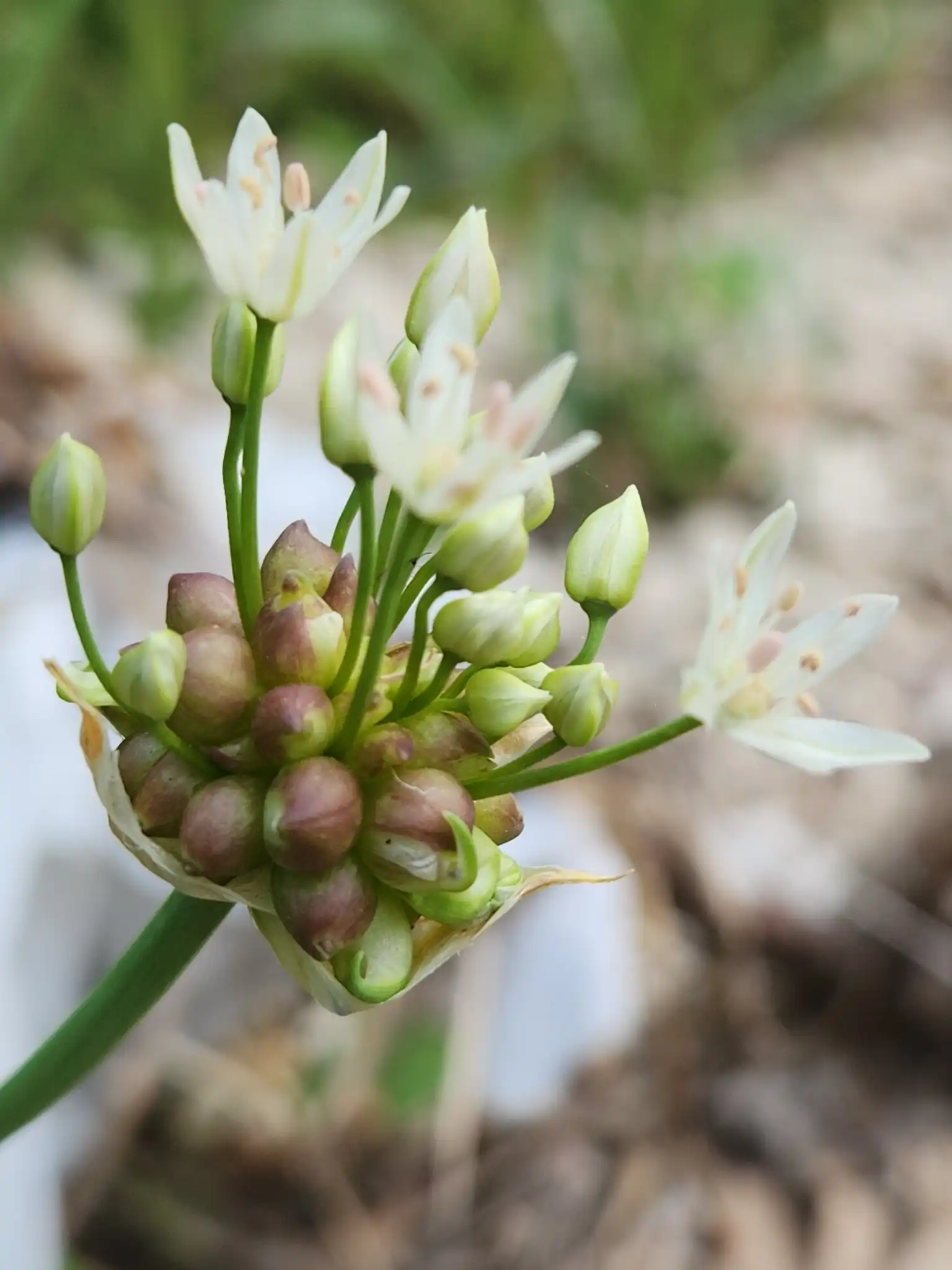 Canada Onion