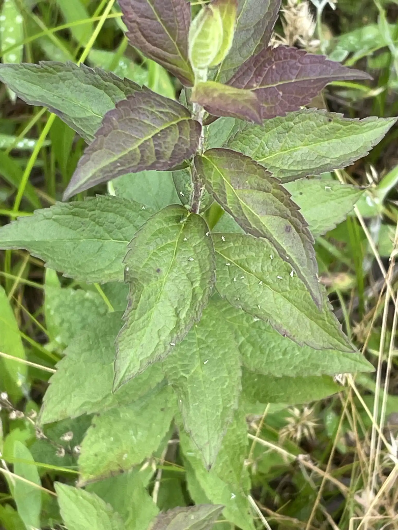 Wrinkleleaf Goldenrod