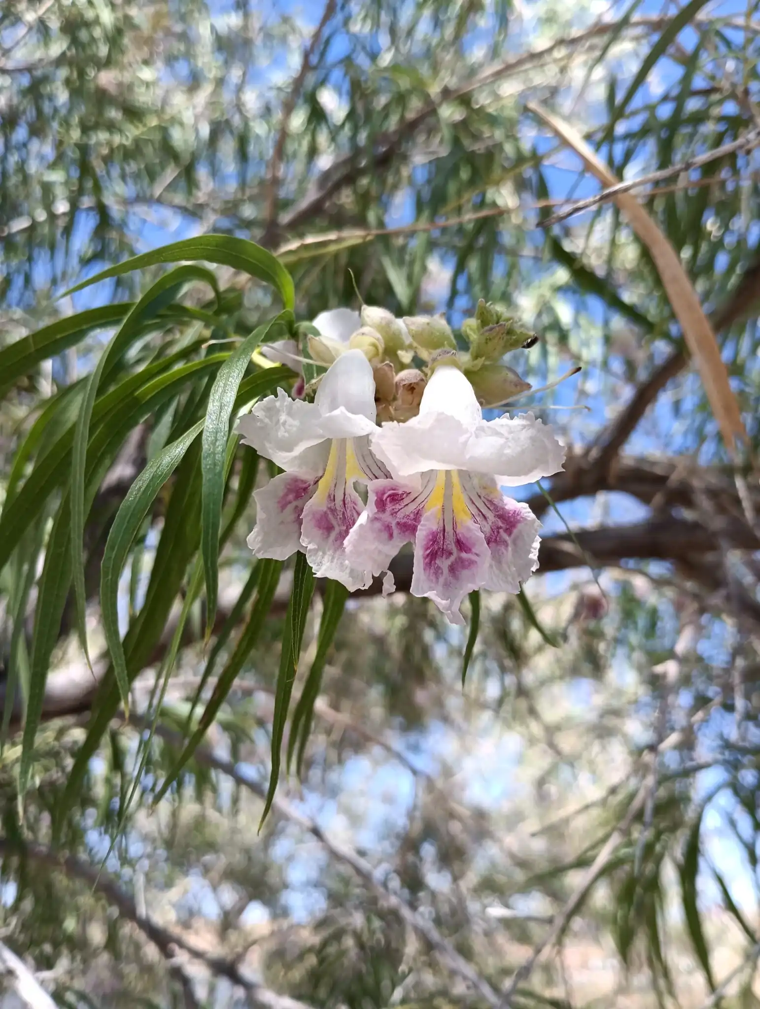 Desert Willow