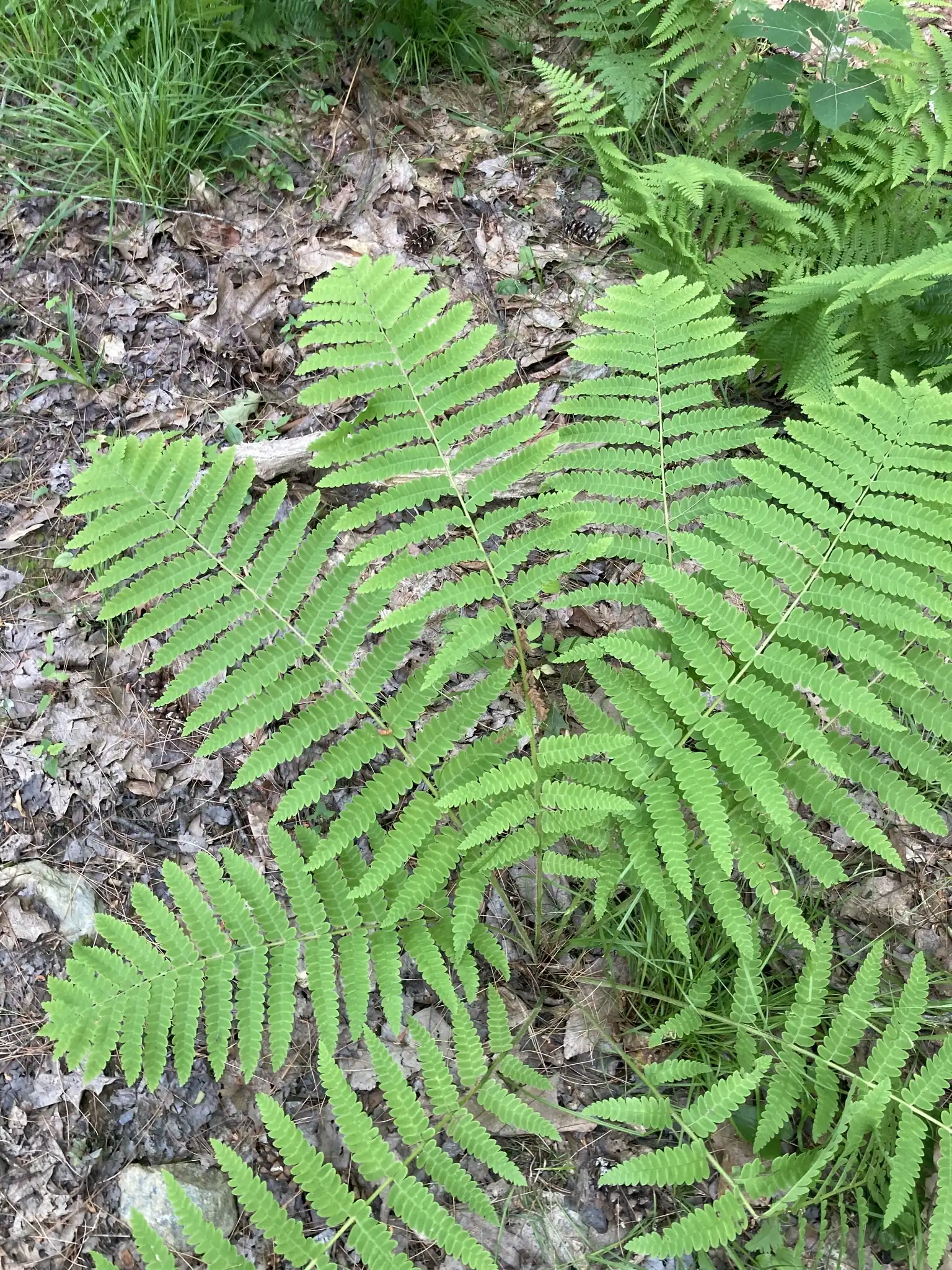 Interrupted Fern