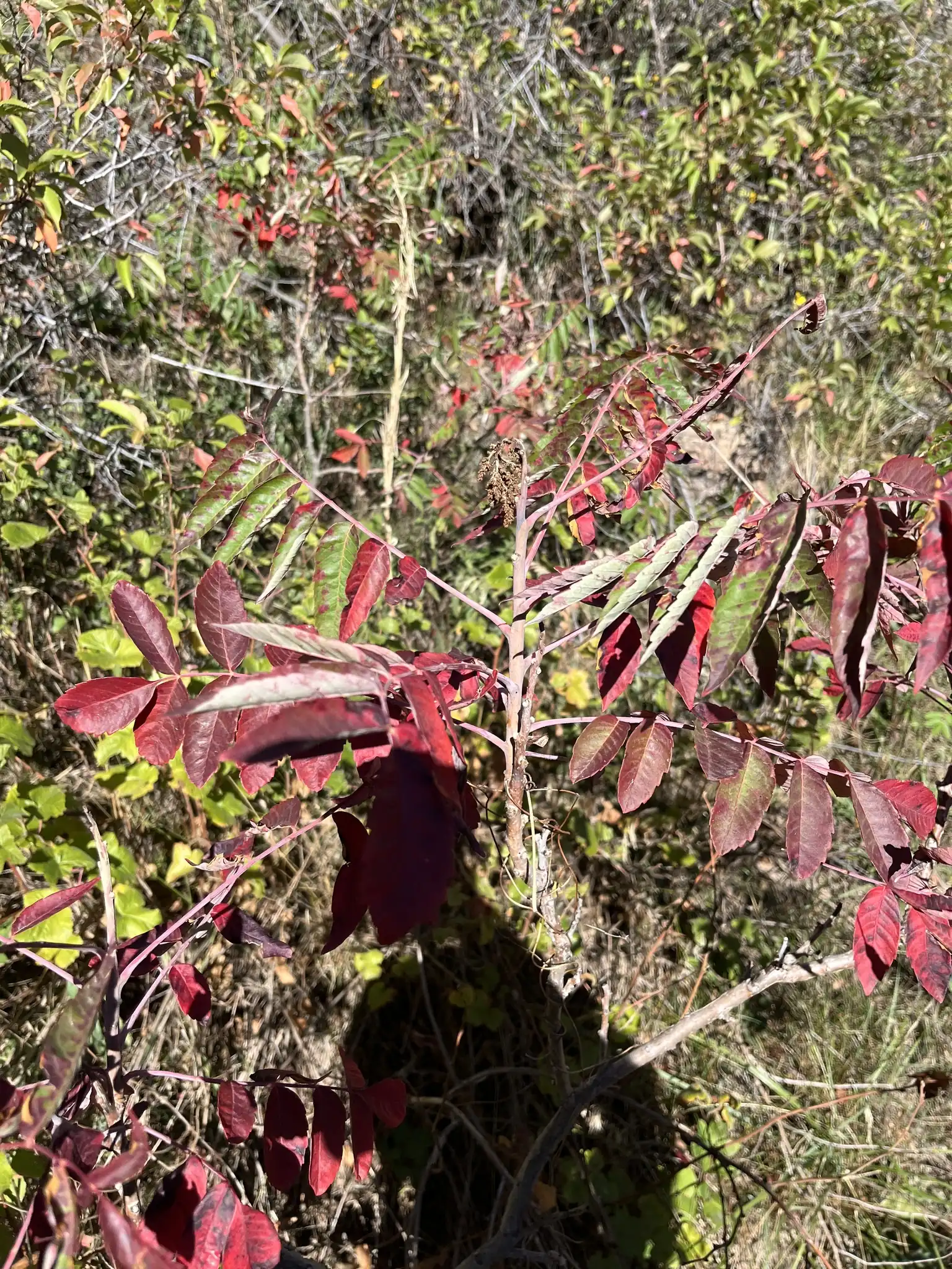Smooth Sumac