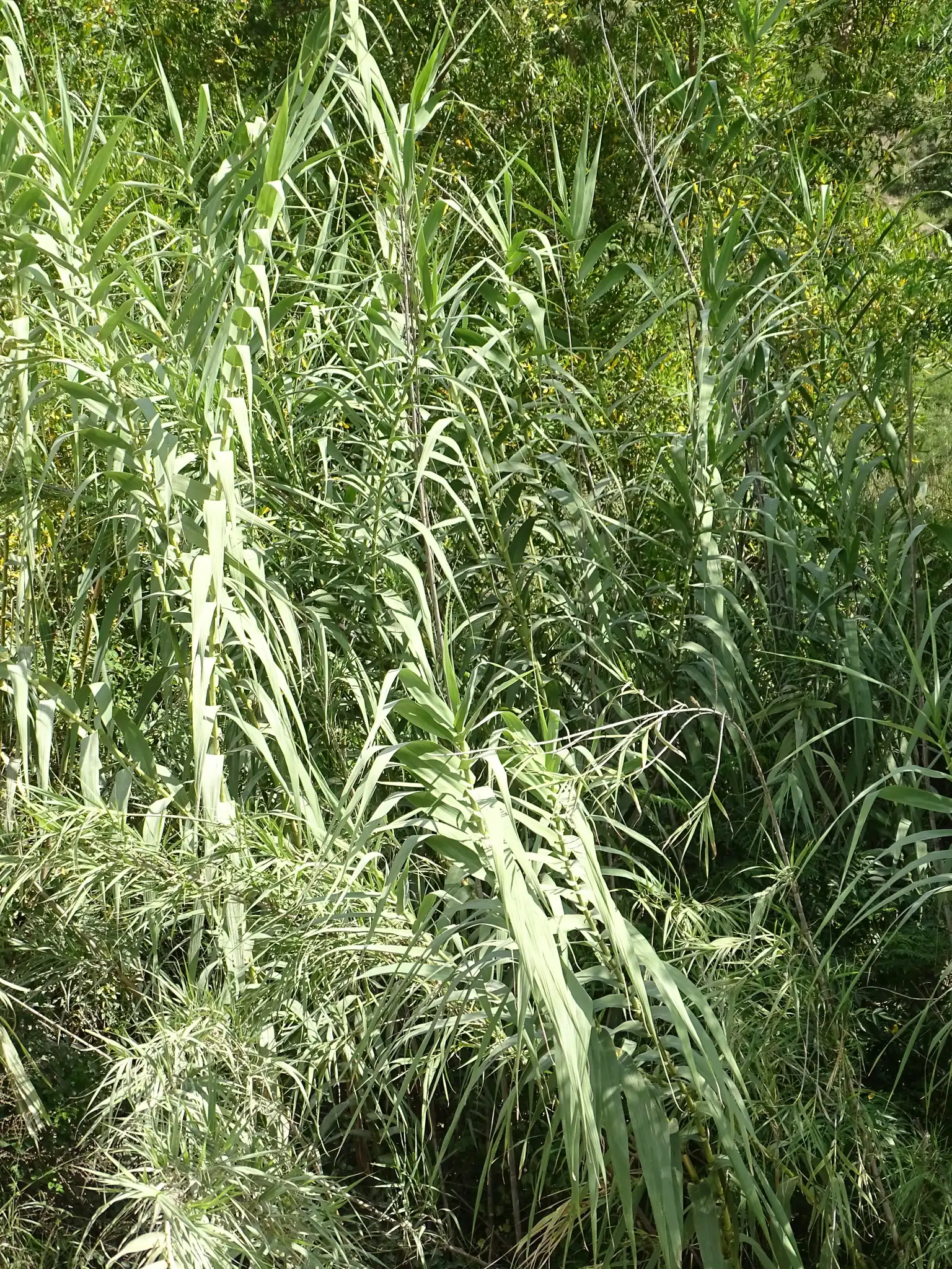 Giant Reed