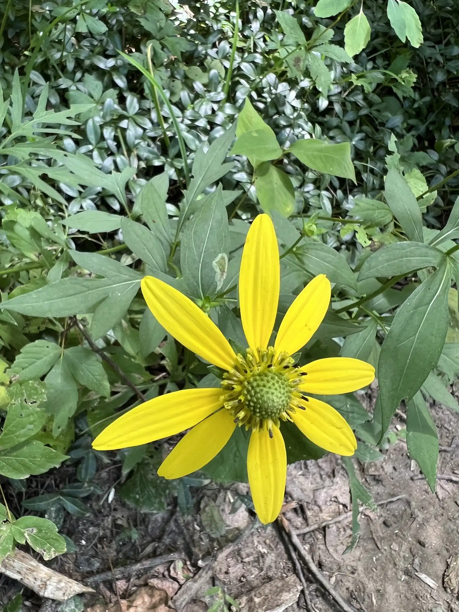Cutleaf Coneflower