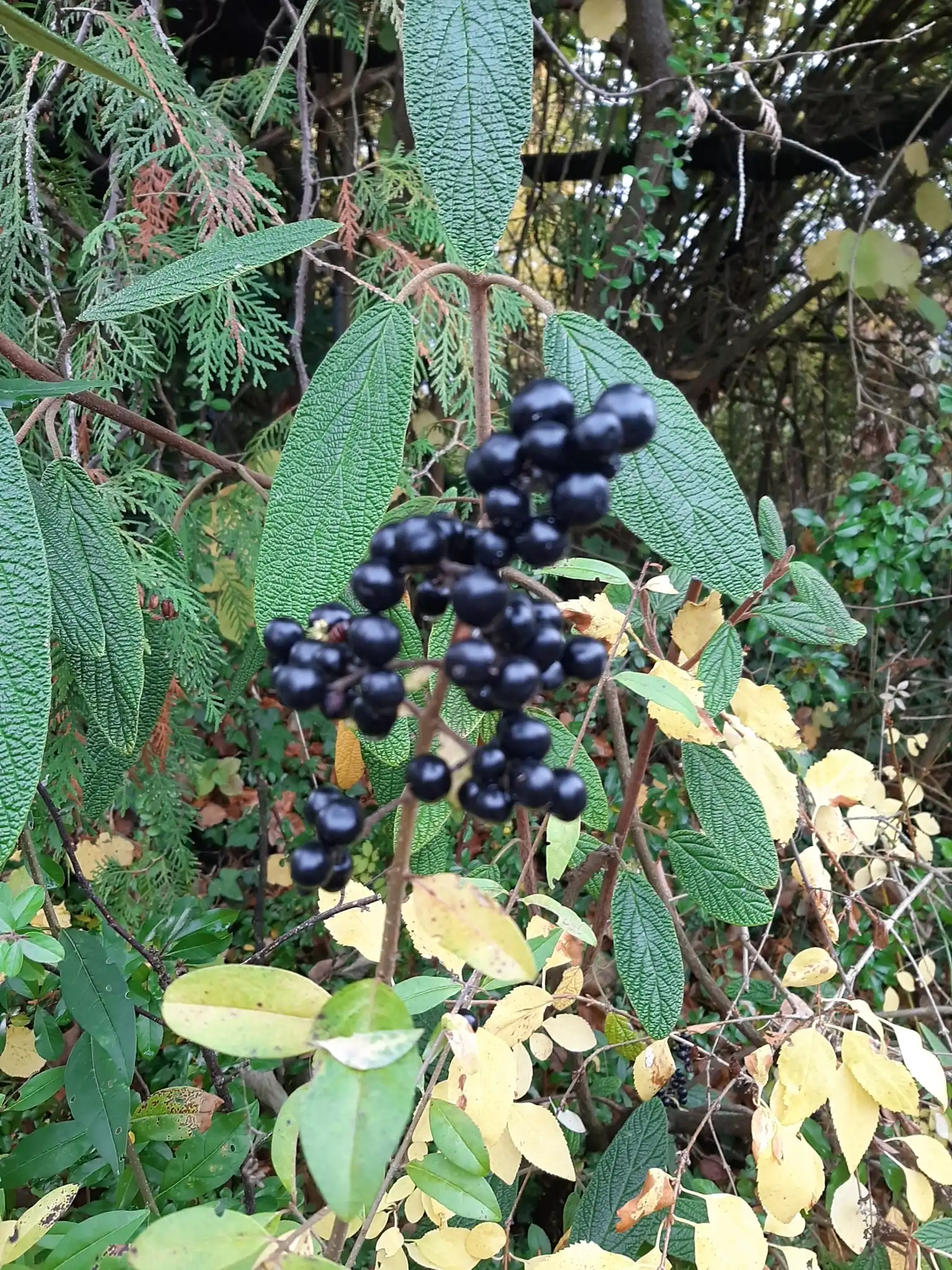 Common Privet