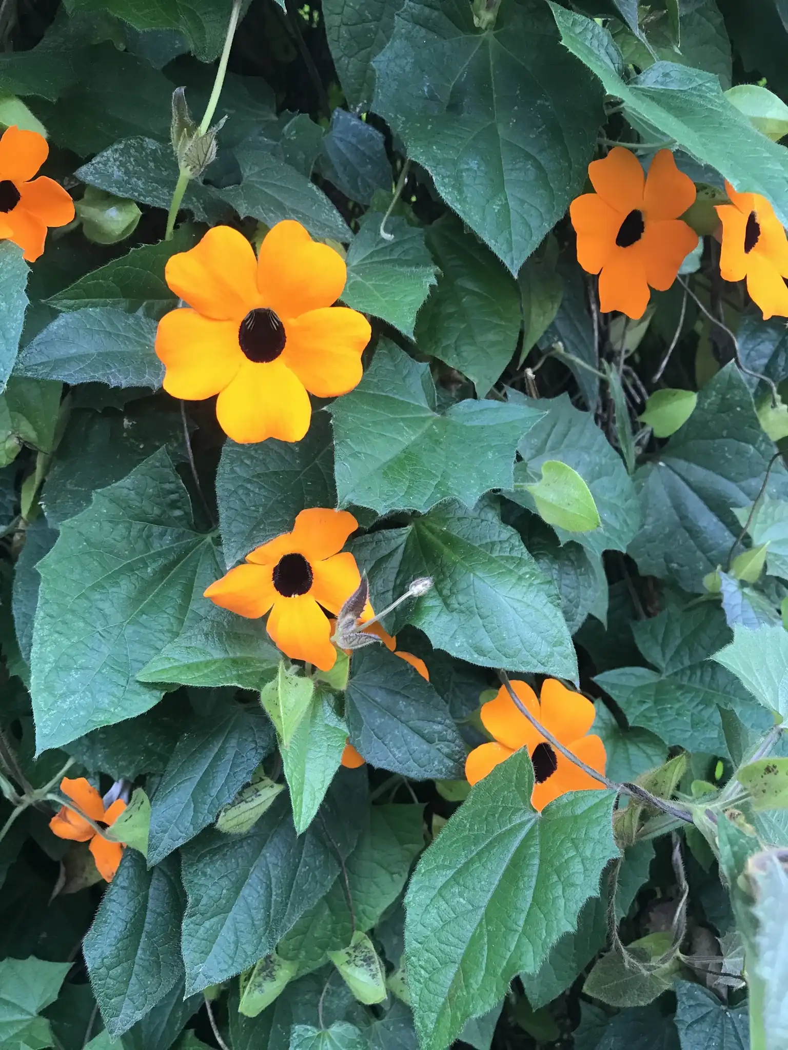 Black-eyed Susan Vine