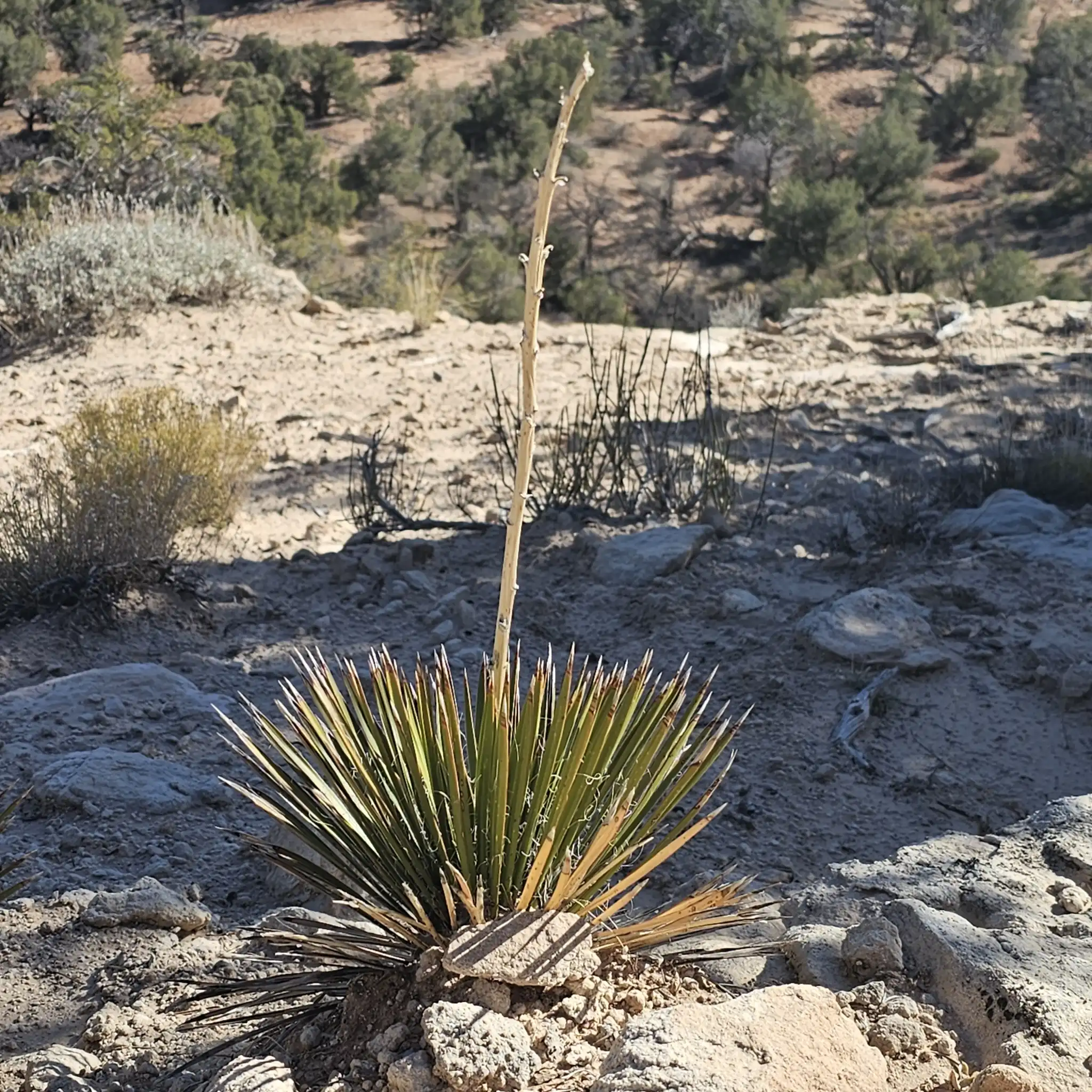 Narrowleaf Yucca