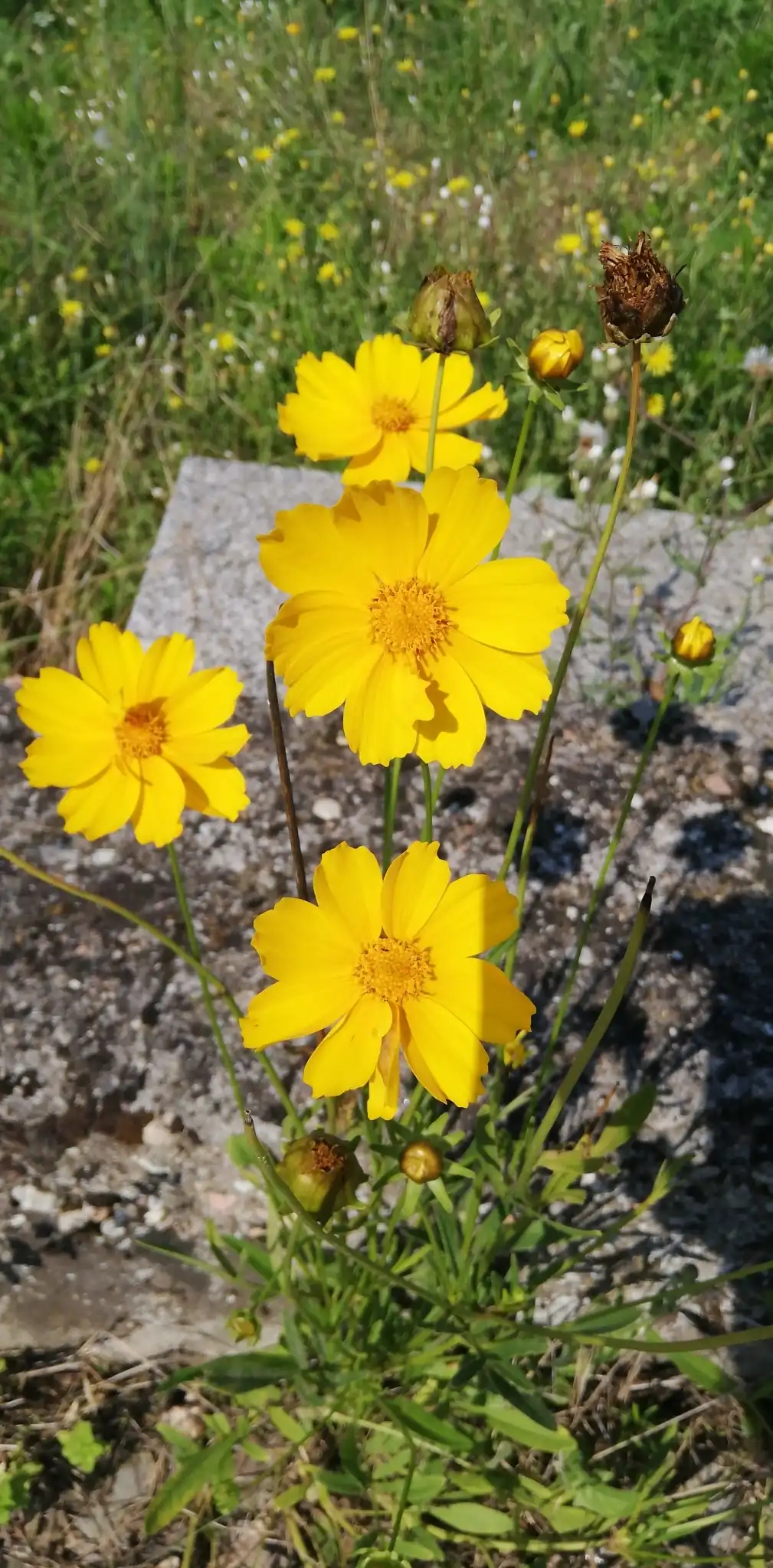 Lanceleaf Tickseed