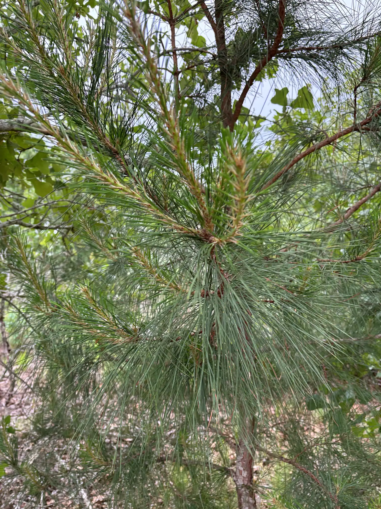 Loblolly Pine
