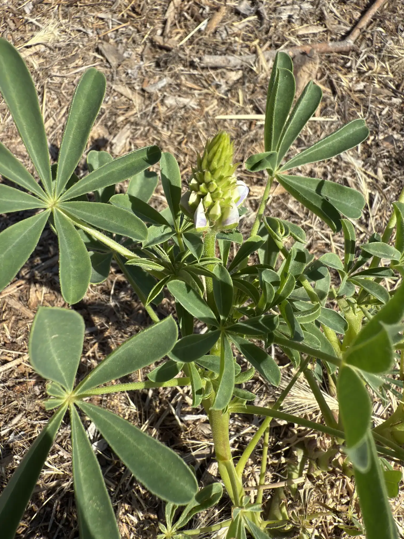 Arroyo Lupine