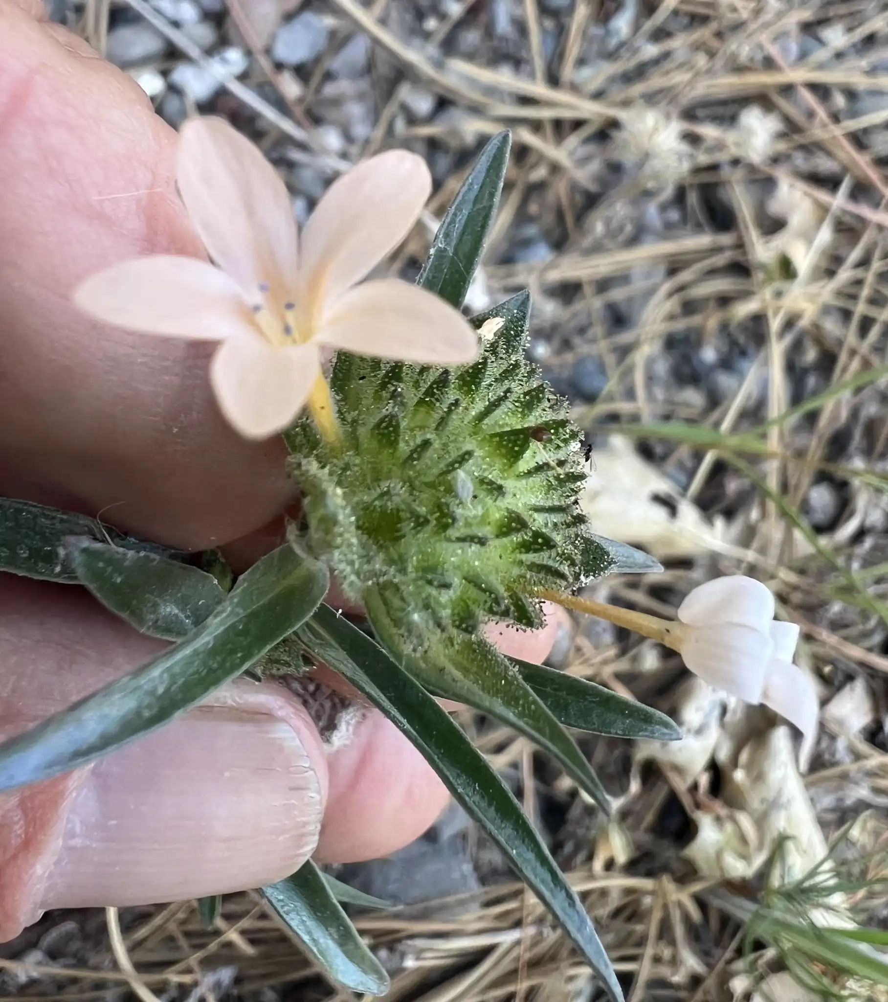 Largeflower Collomia