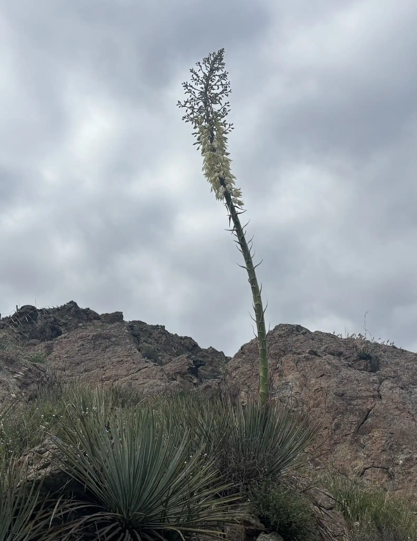 Whipple's Yucca