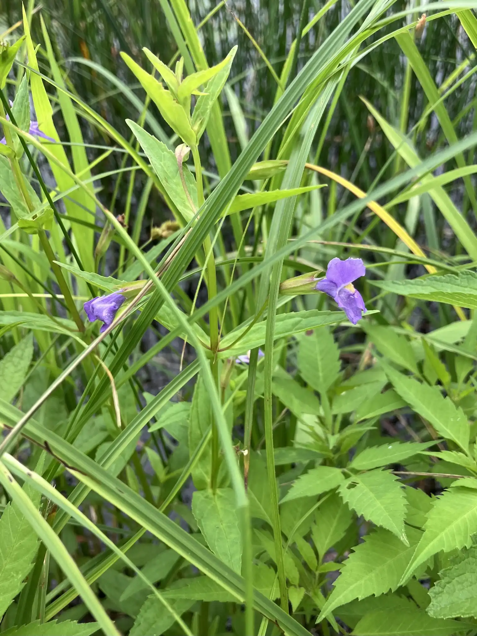 Allegheny Monkey Flower