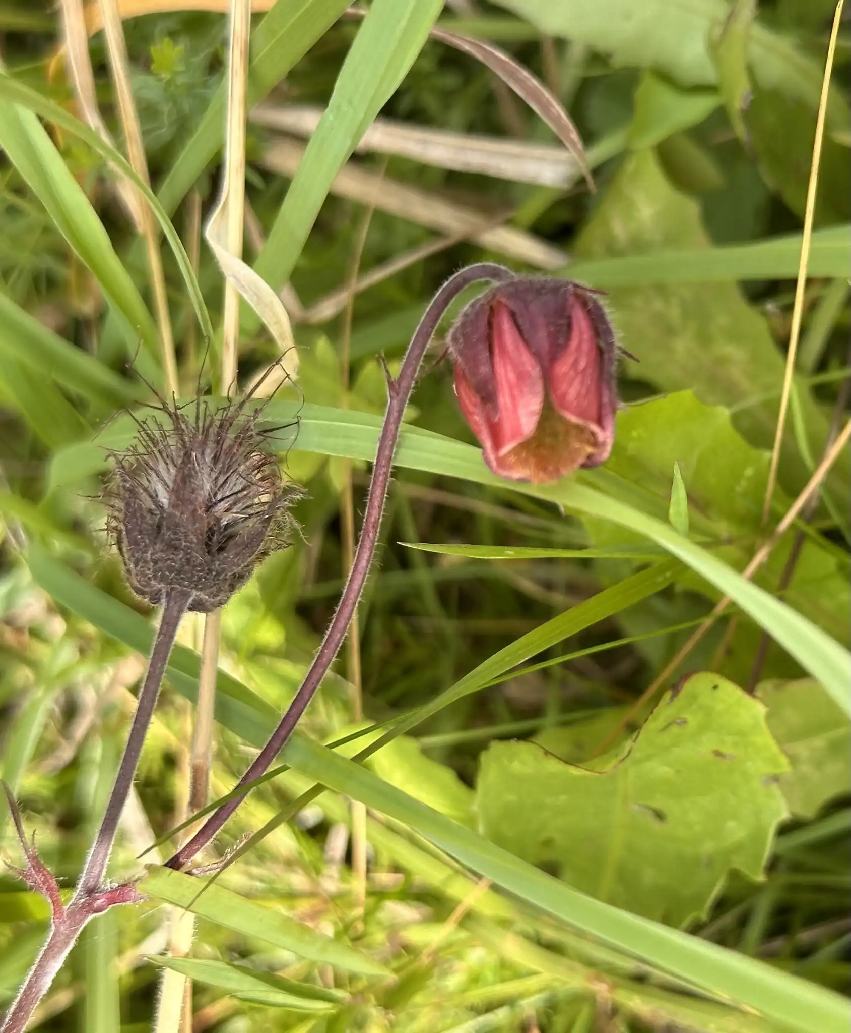 Water Avens