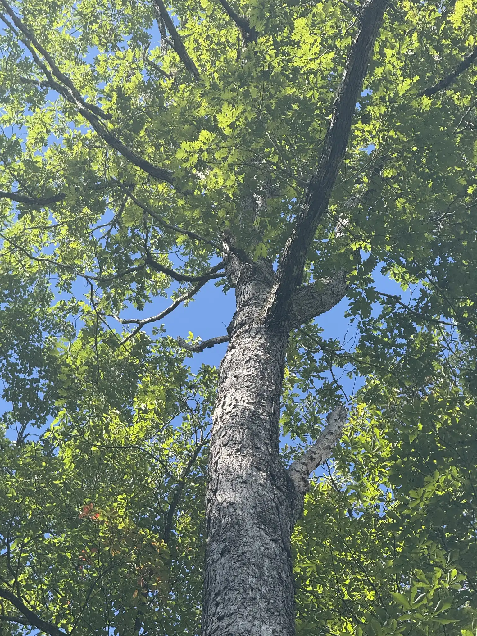 White Oak