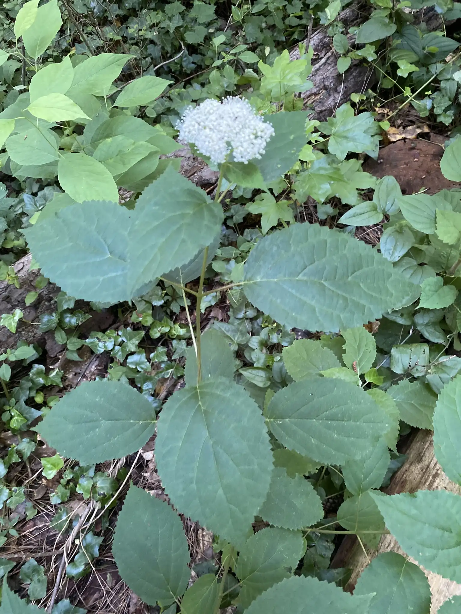 Smooth Hydrangea, Wild Hydrangea