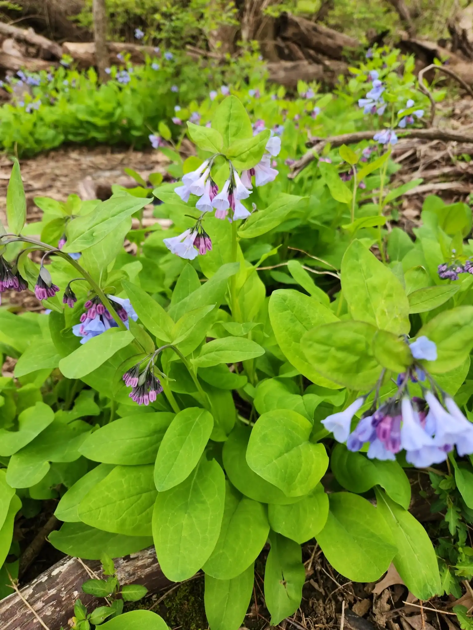 Virginia Bluebell