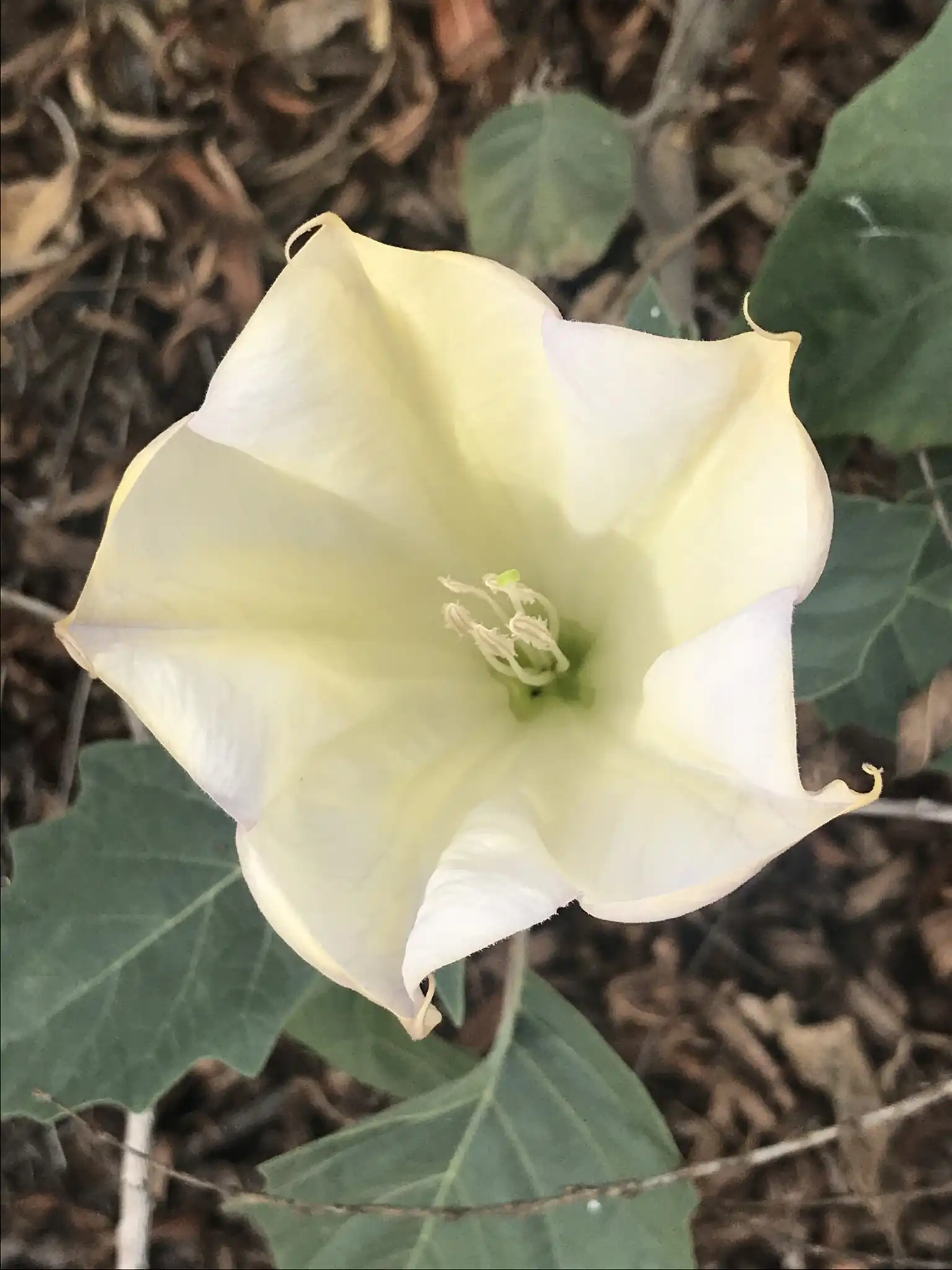 Sacred Datura