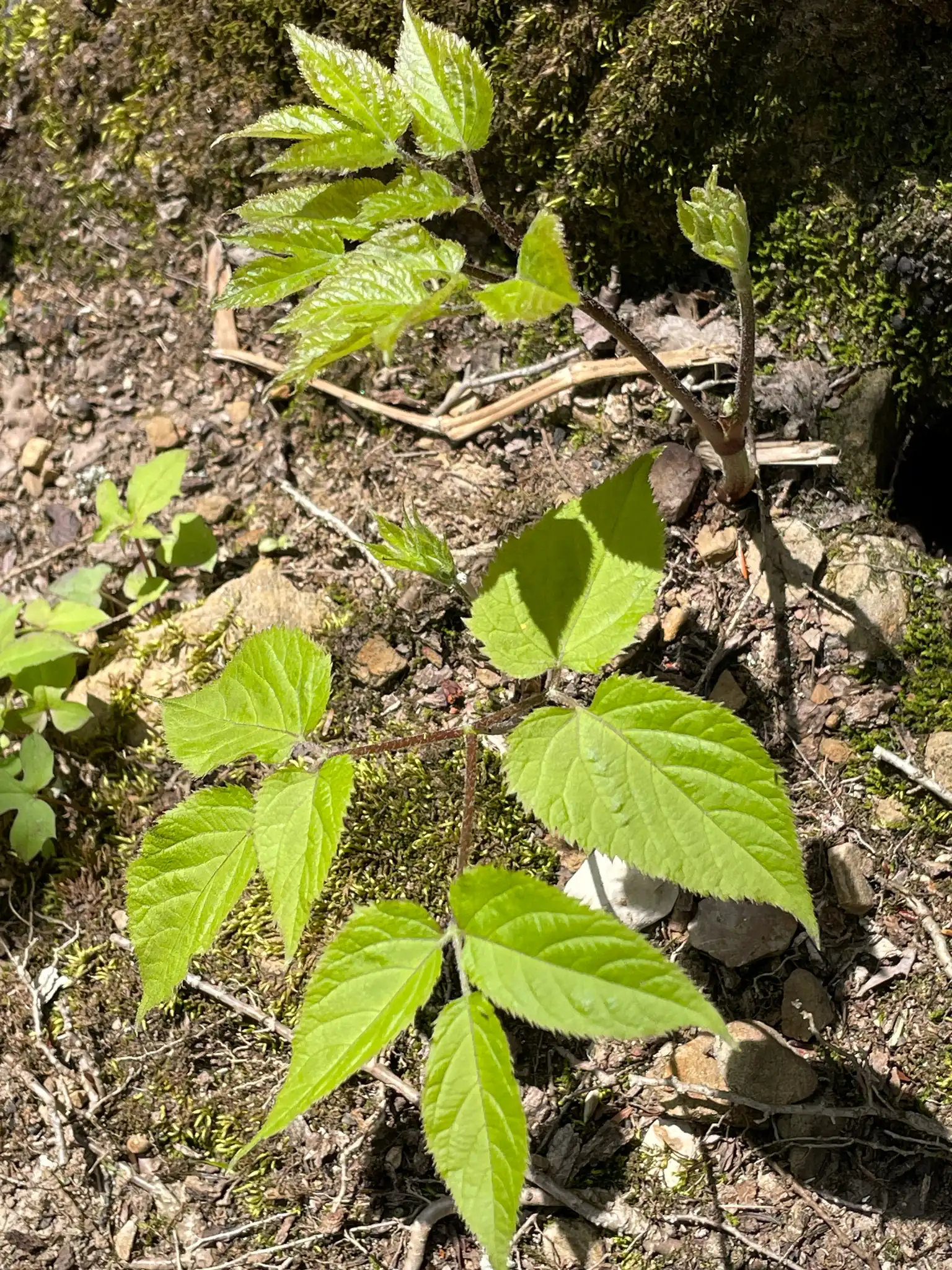 American Spikenard