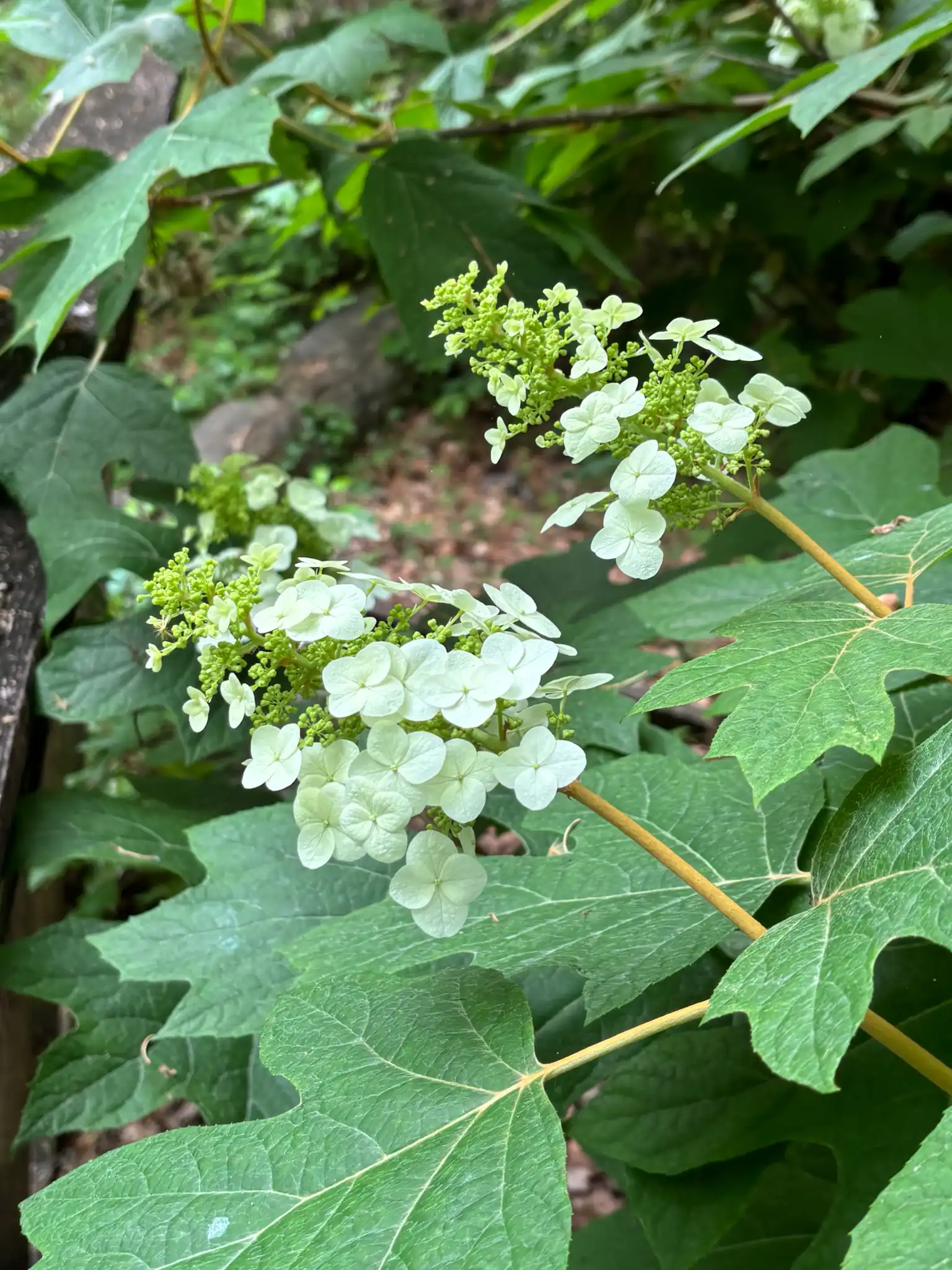 Oakleaf Hydrangea
