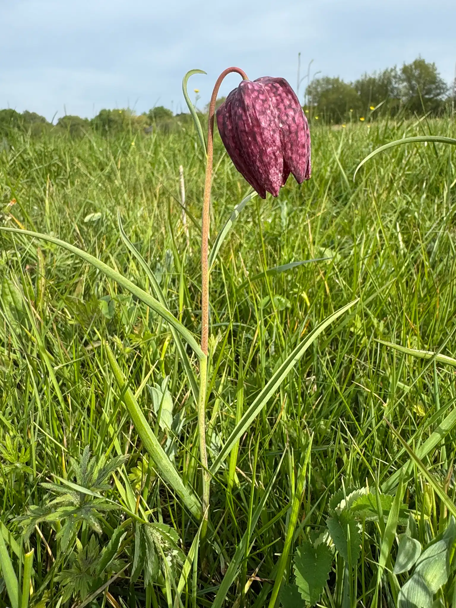 Snake's Head Fritillary