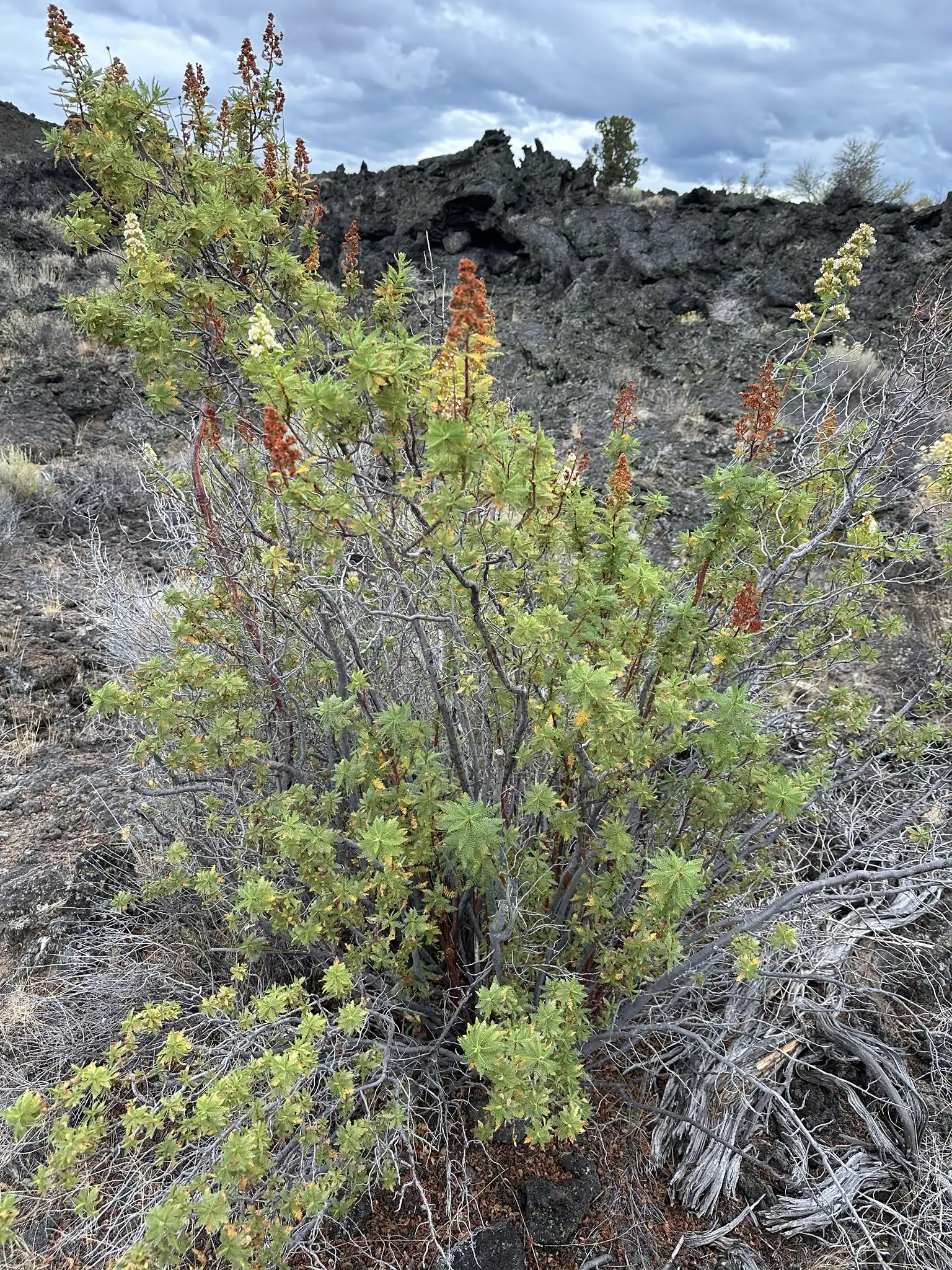 Fernbush