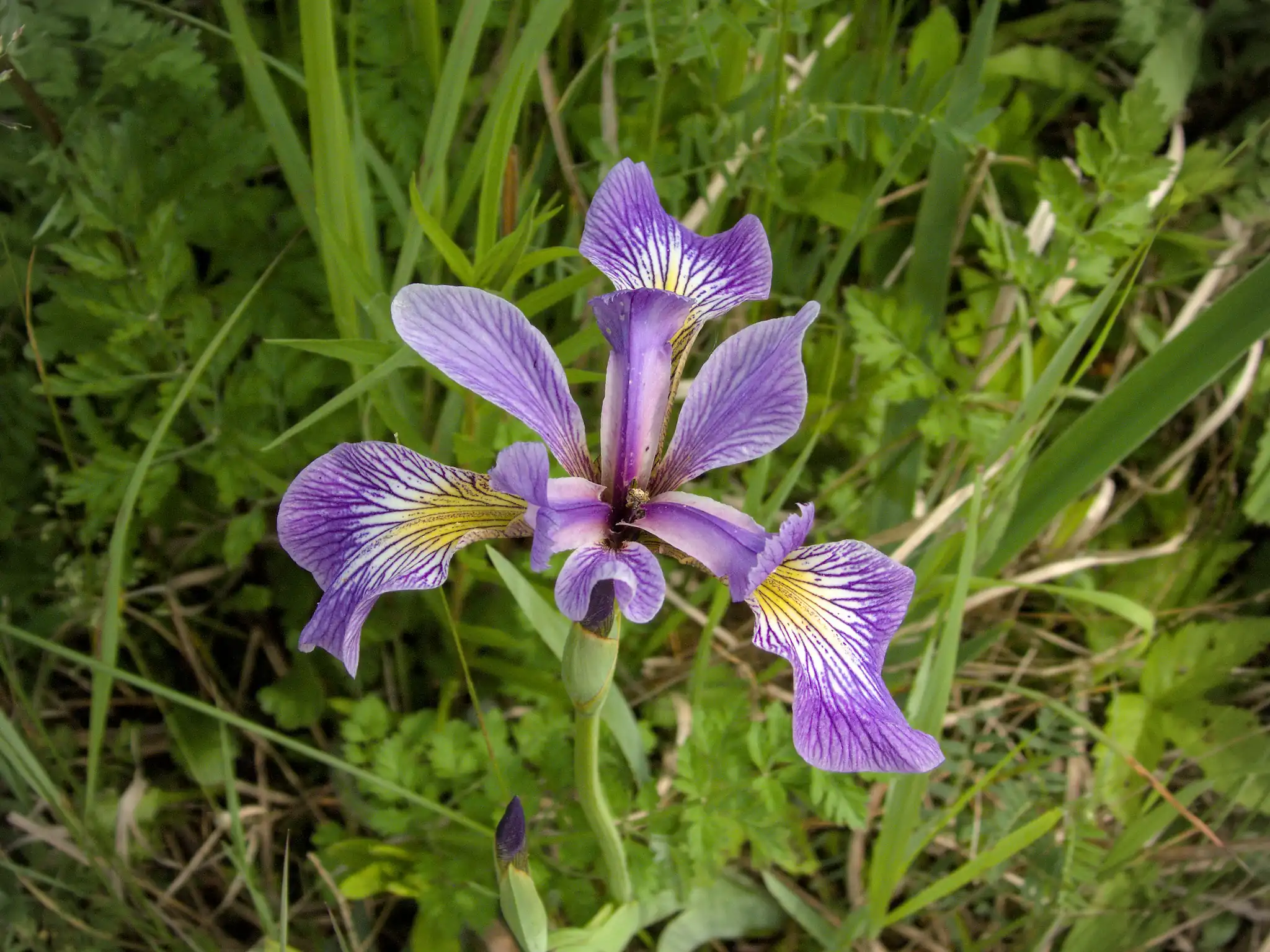 Blue Flag Iris