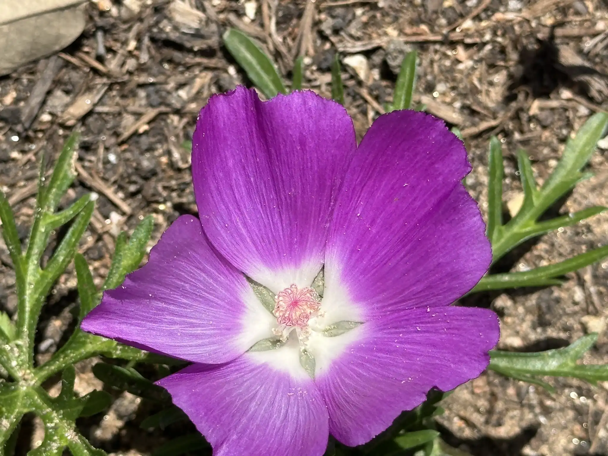Purple Poppy Mallow
