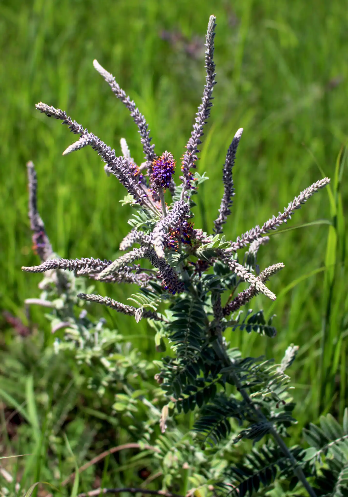 Leadplant