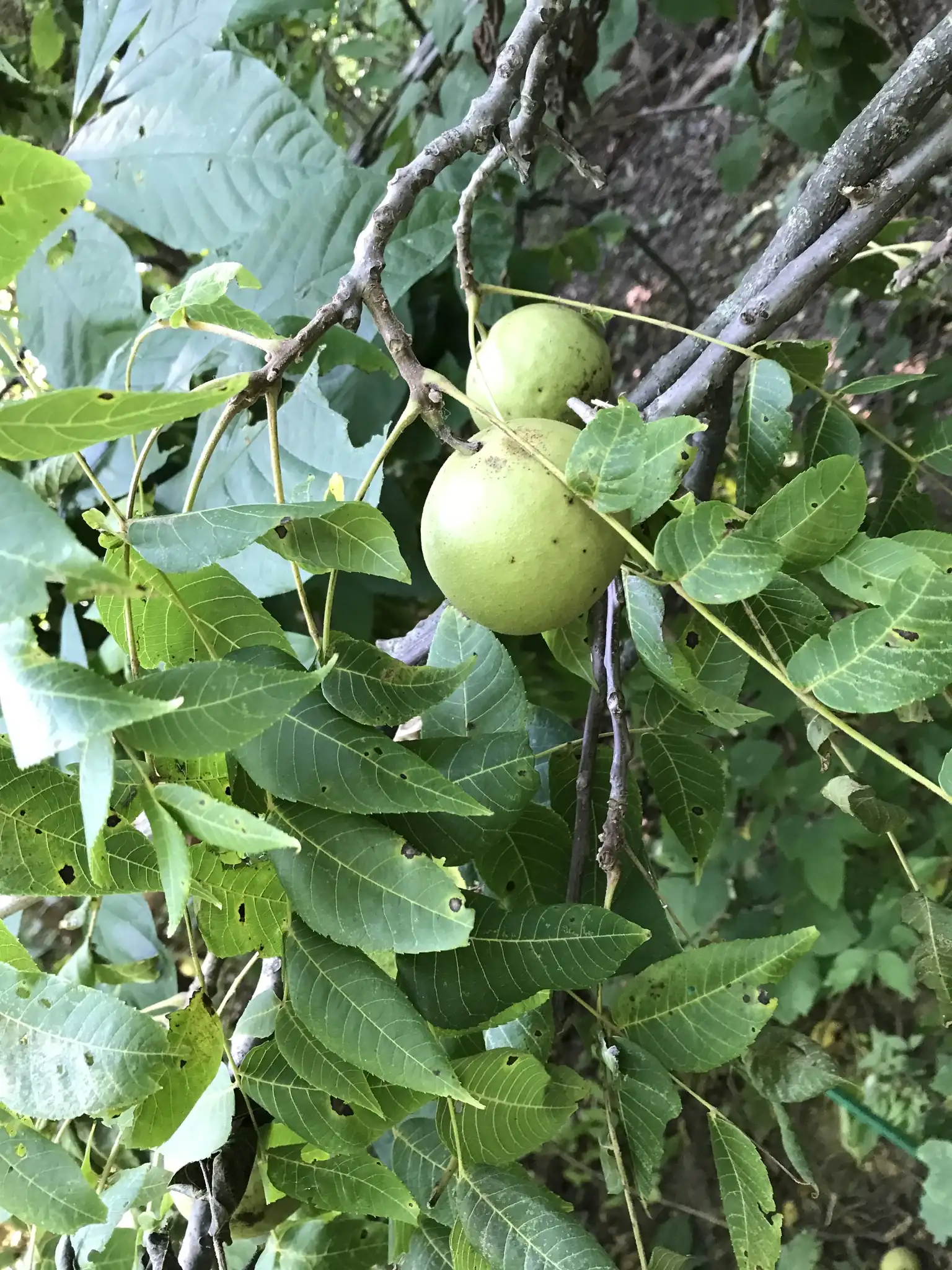 Black Walnut